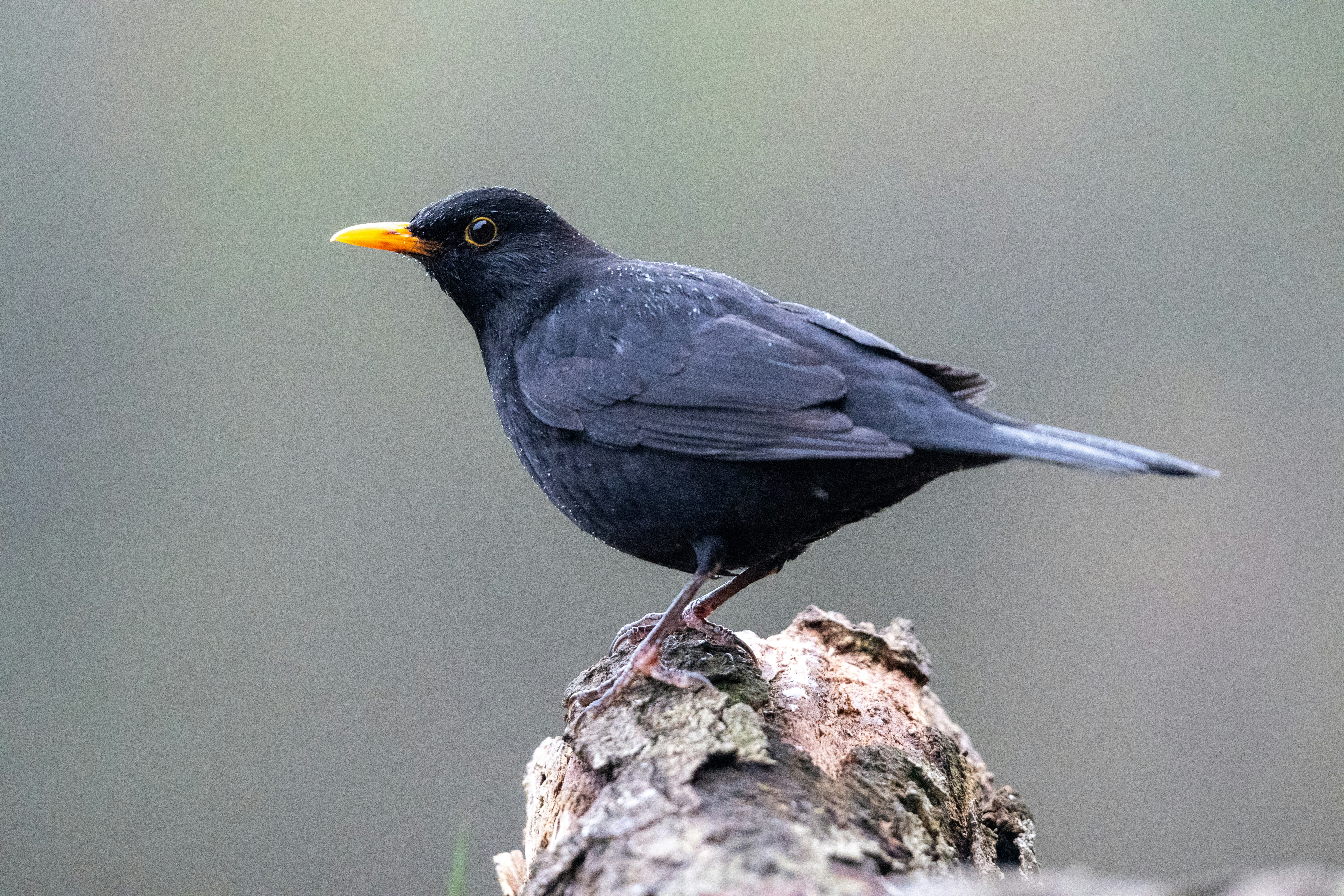 Photo by oj_wildframe