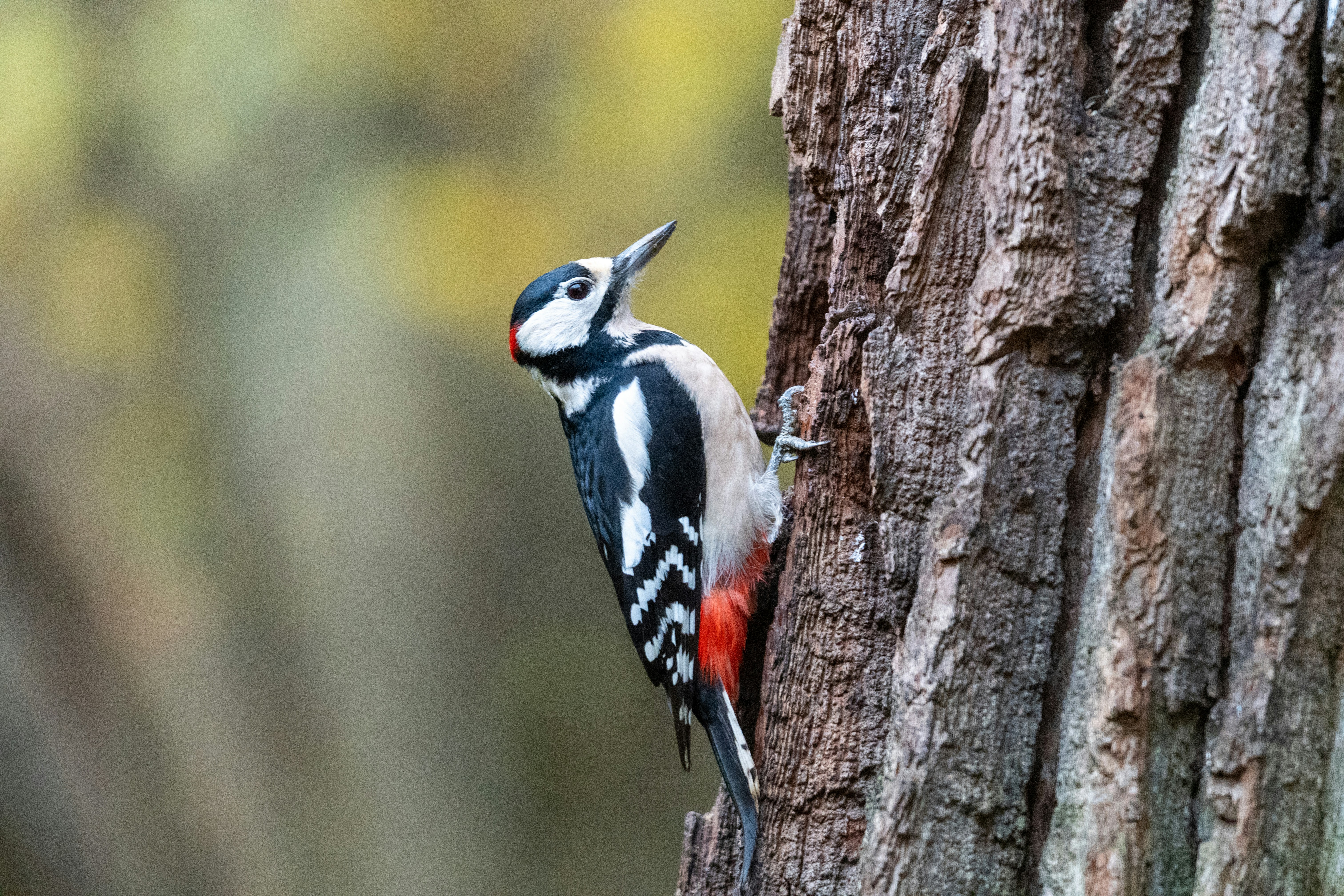 Photo by oj_wildframe