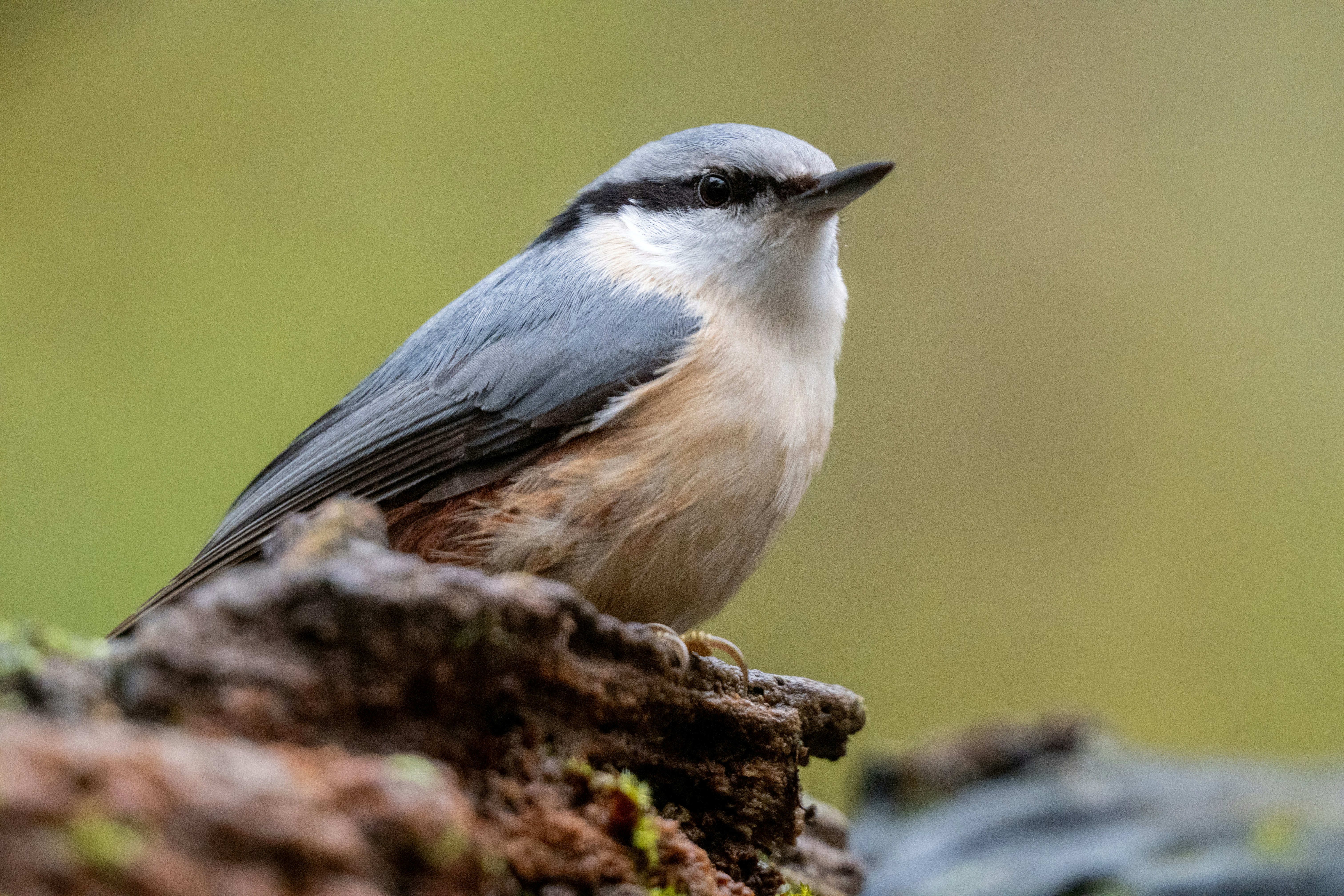 Photo by oj_wildframe