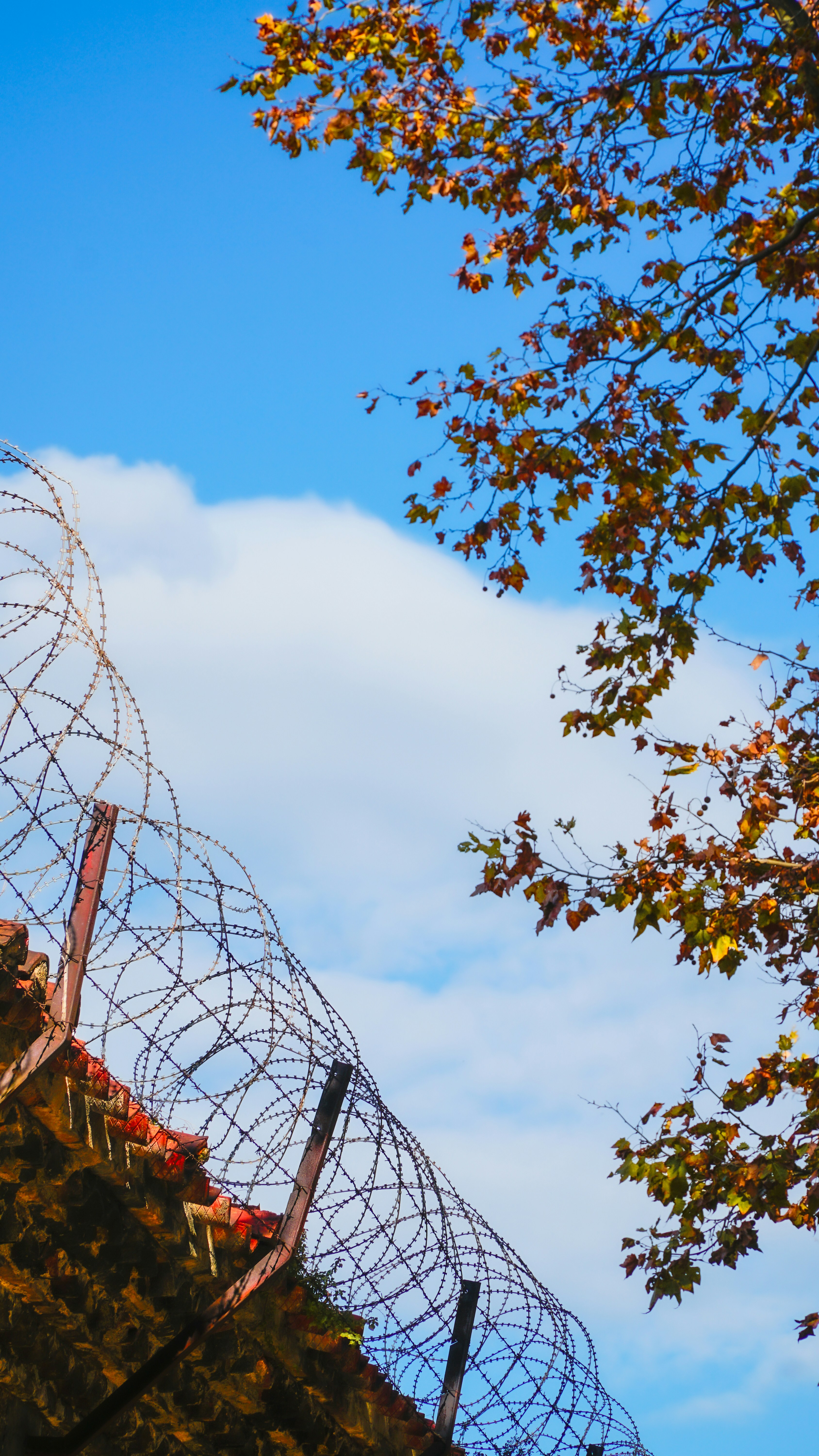 Recinzione di filo spinato contro il cielo azzurro e le foglie autunnali