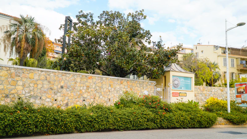 Mur de pierre avec végétation endémique — co-existence naturelle