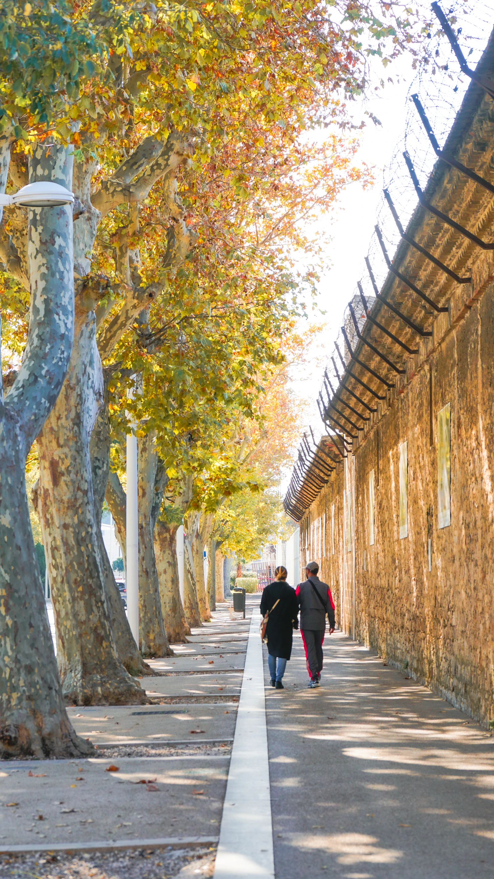 A couple walking together down a tree-lined path in autumn