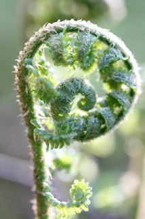 A close-up of a green fern frond unfurling.