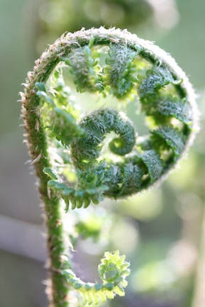 A close-up of a green fern frond unfurling.