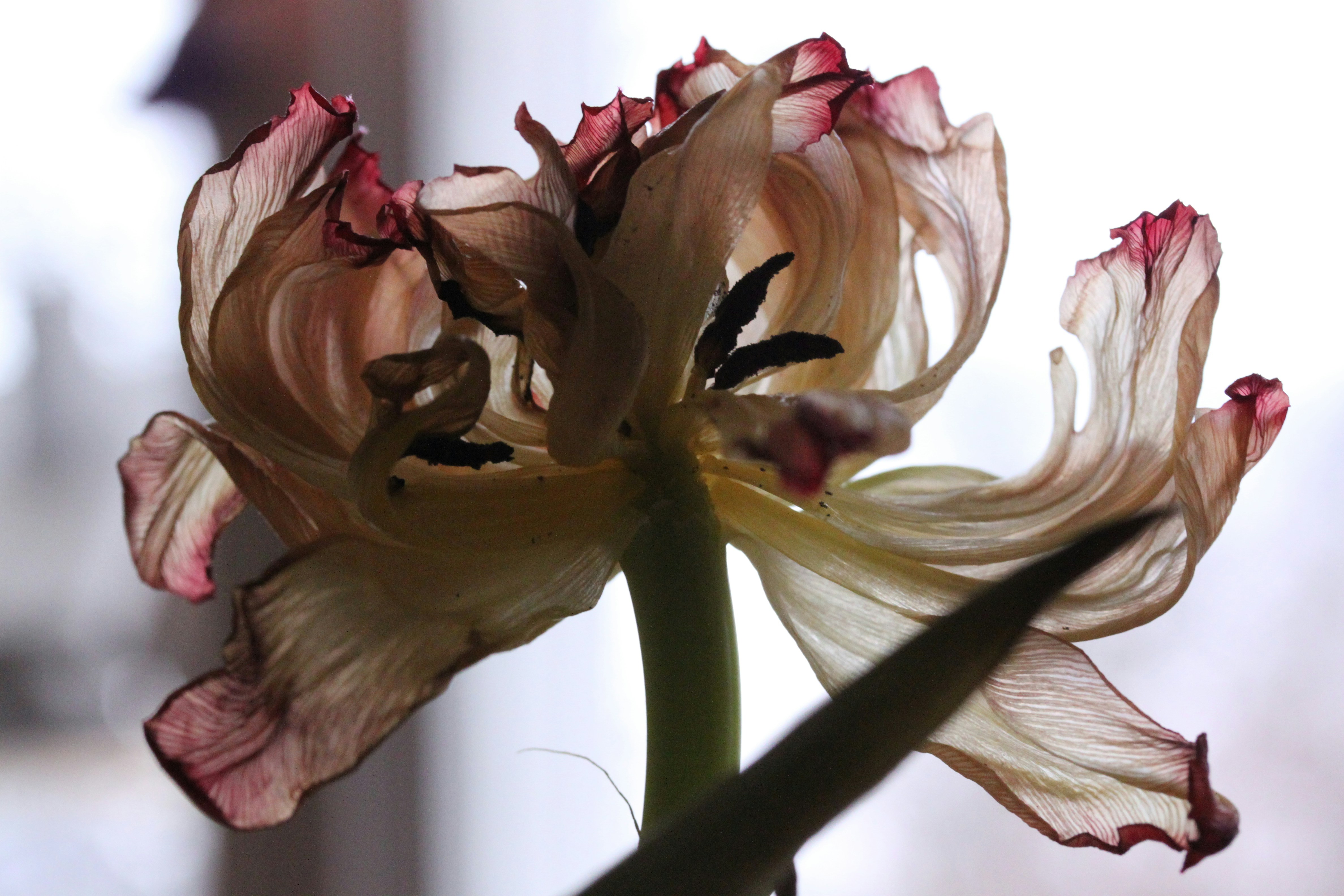 Escondida em minha flor (I Hide Myself within My Flower), Emily Dickinson