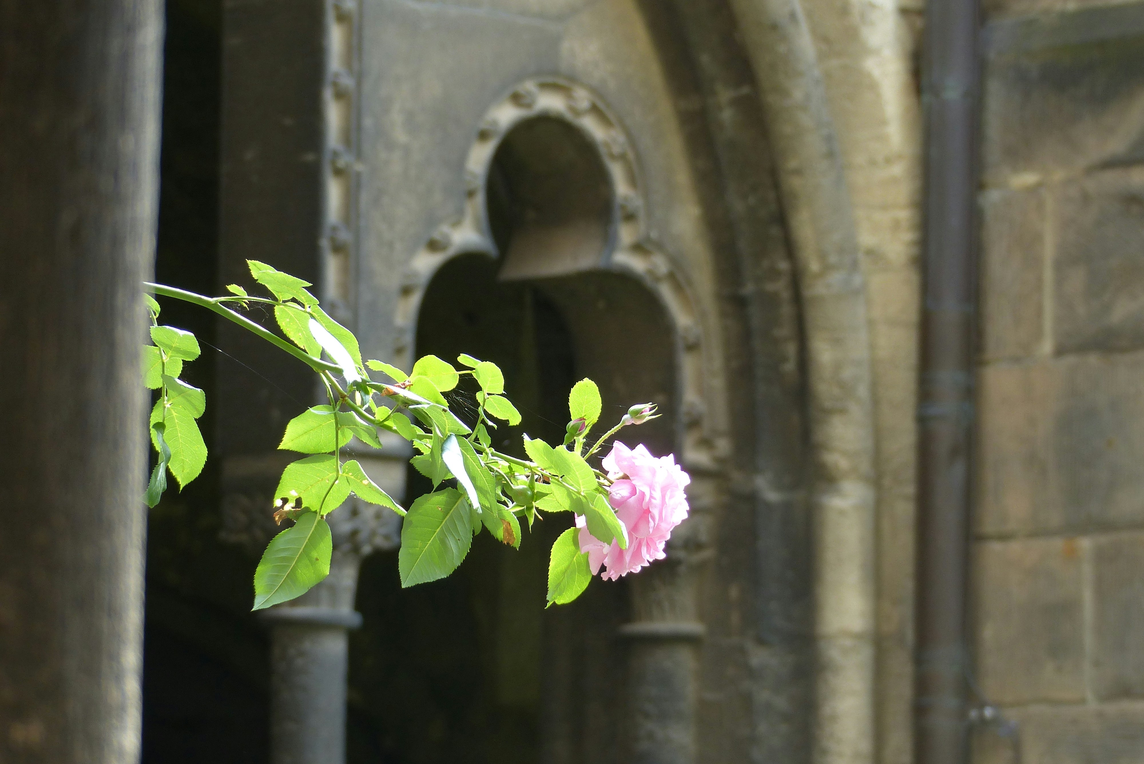 Una sola rosa rosa florece cerca de una antigua arquitectura de piedra ...