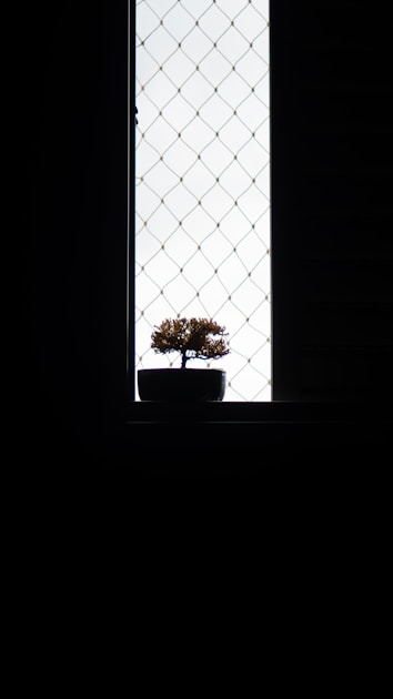 Bonsai schneiden formschnitt und erhaltungsschnitt anleitung: step-by-step visual example