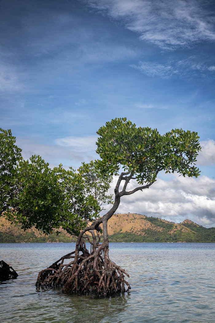 Manglares de Tumbes con raíces emergentes