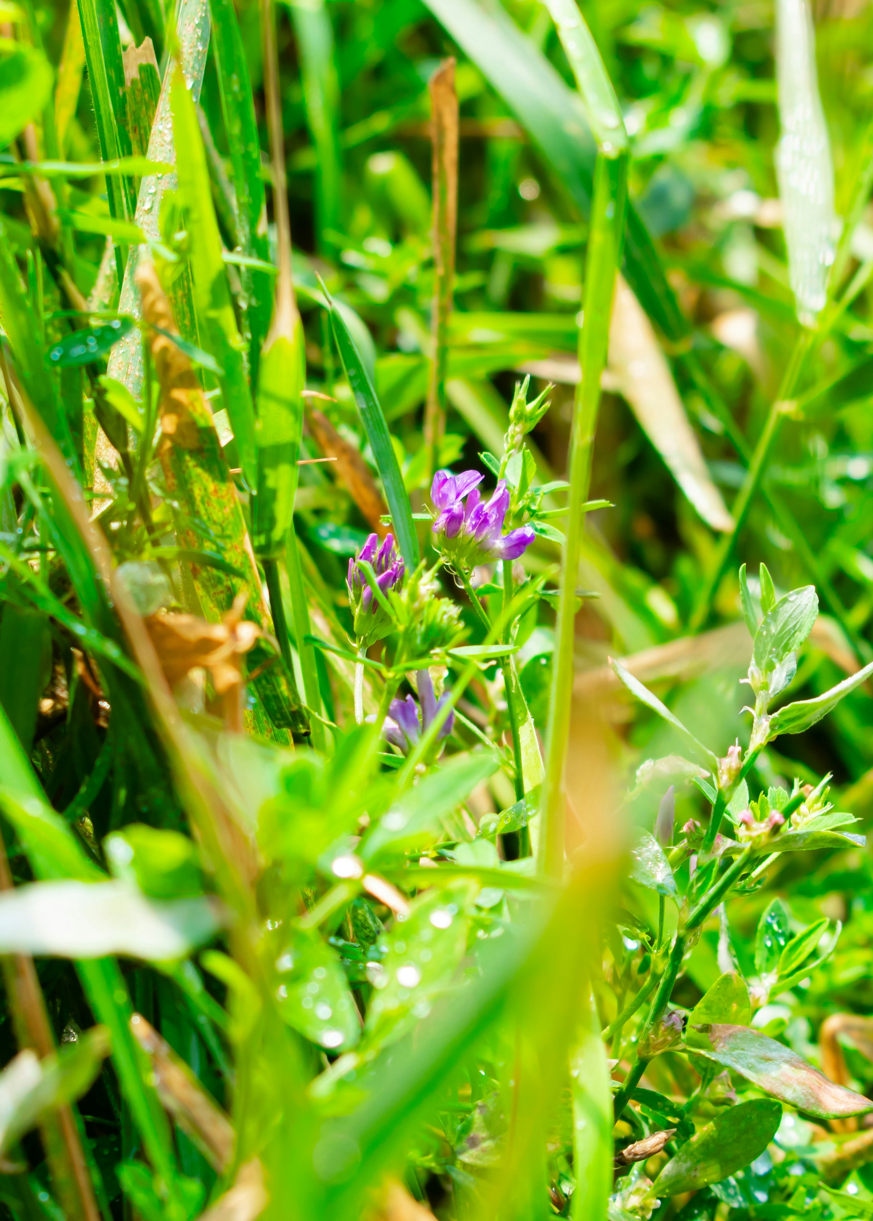 Des fleurs sauvages violettes fleurissent parmi l’herbe verte
