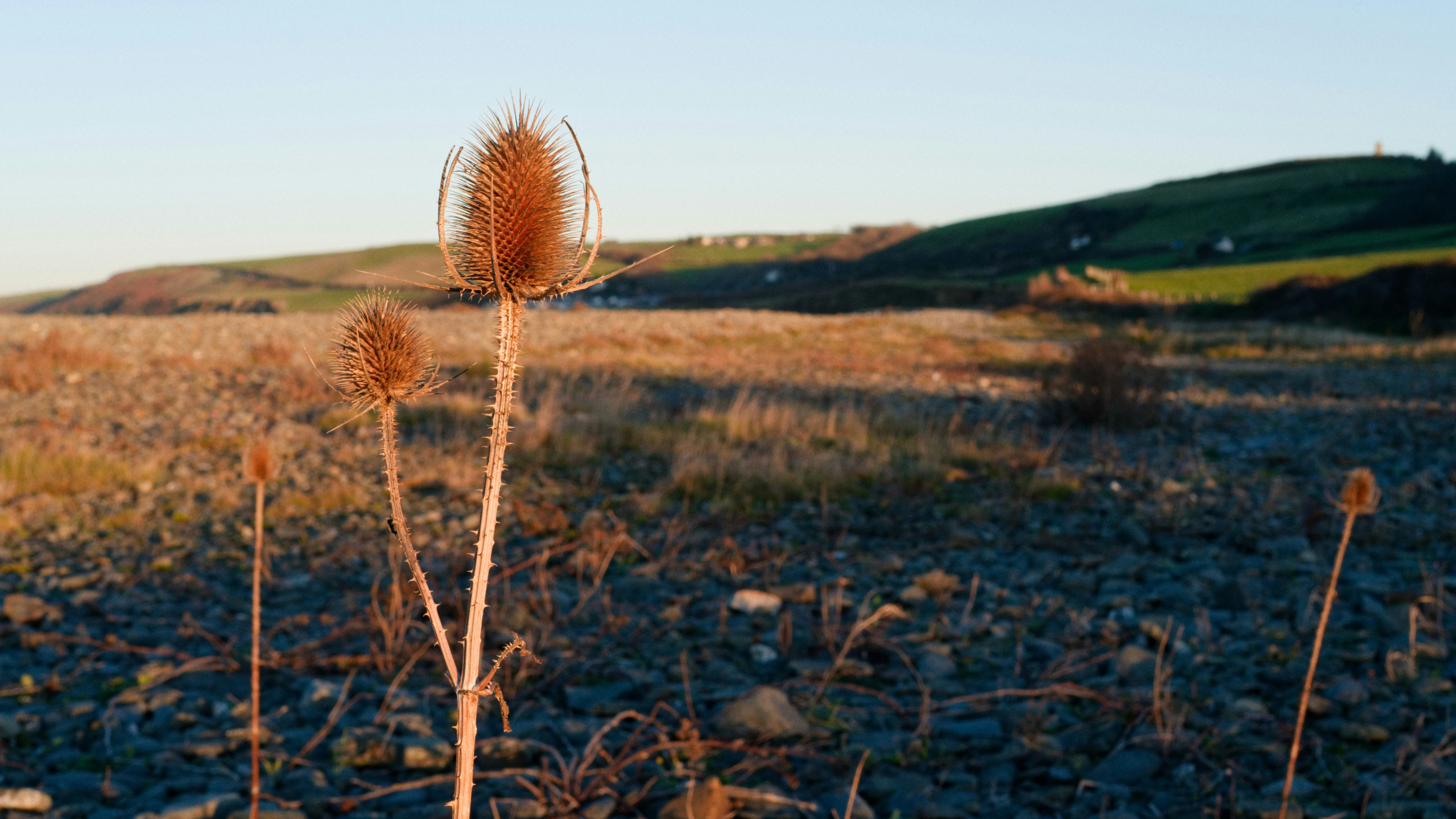 Dry thistle plants in a rocky field at sunset.
