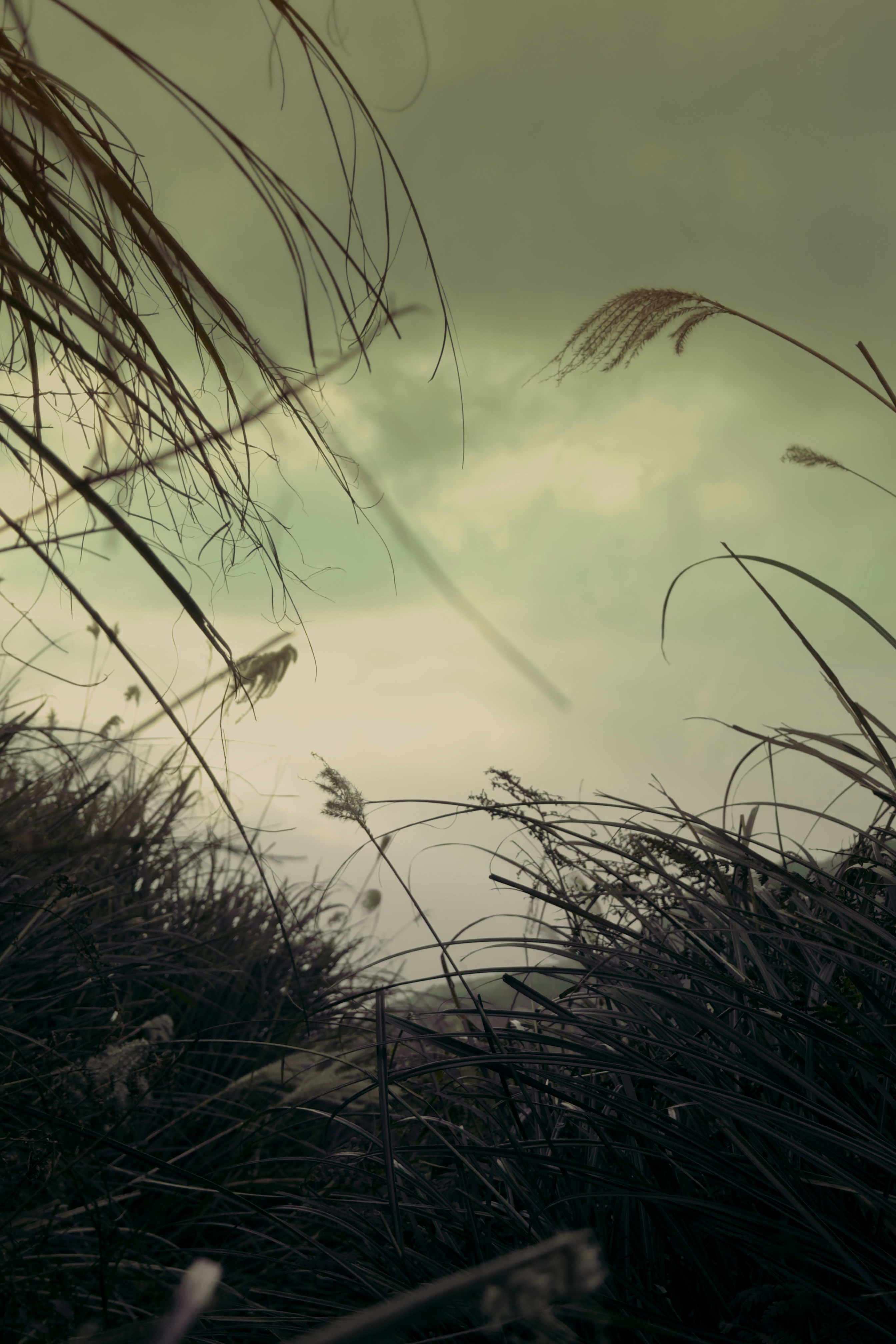 Tall grass swaying against a cloudy sky.