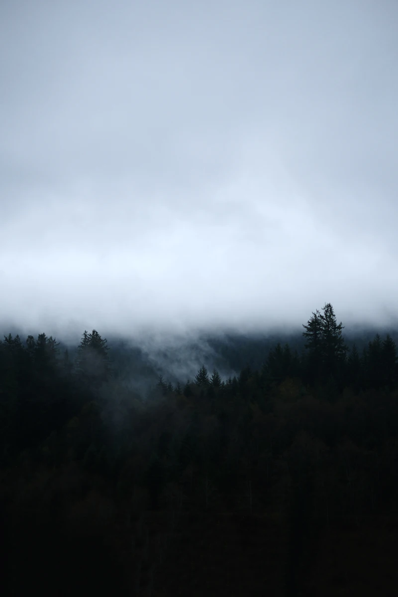 Forêt sombre et brumeuse, evoquant le caractere boise et sauvage du musc ghazal