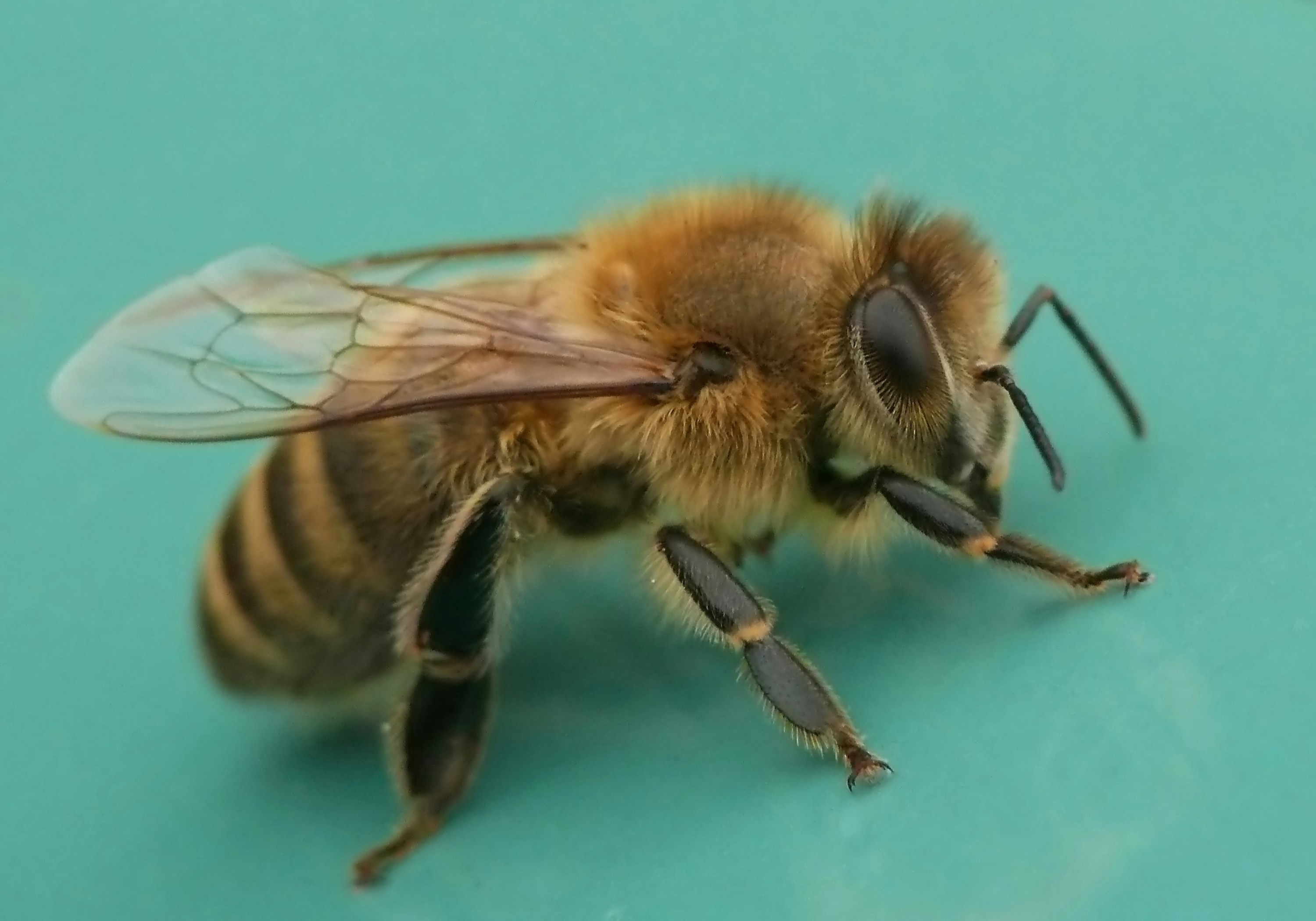 꿀벌이 청록색 표면 위에 쉬고 있습니다