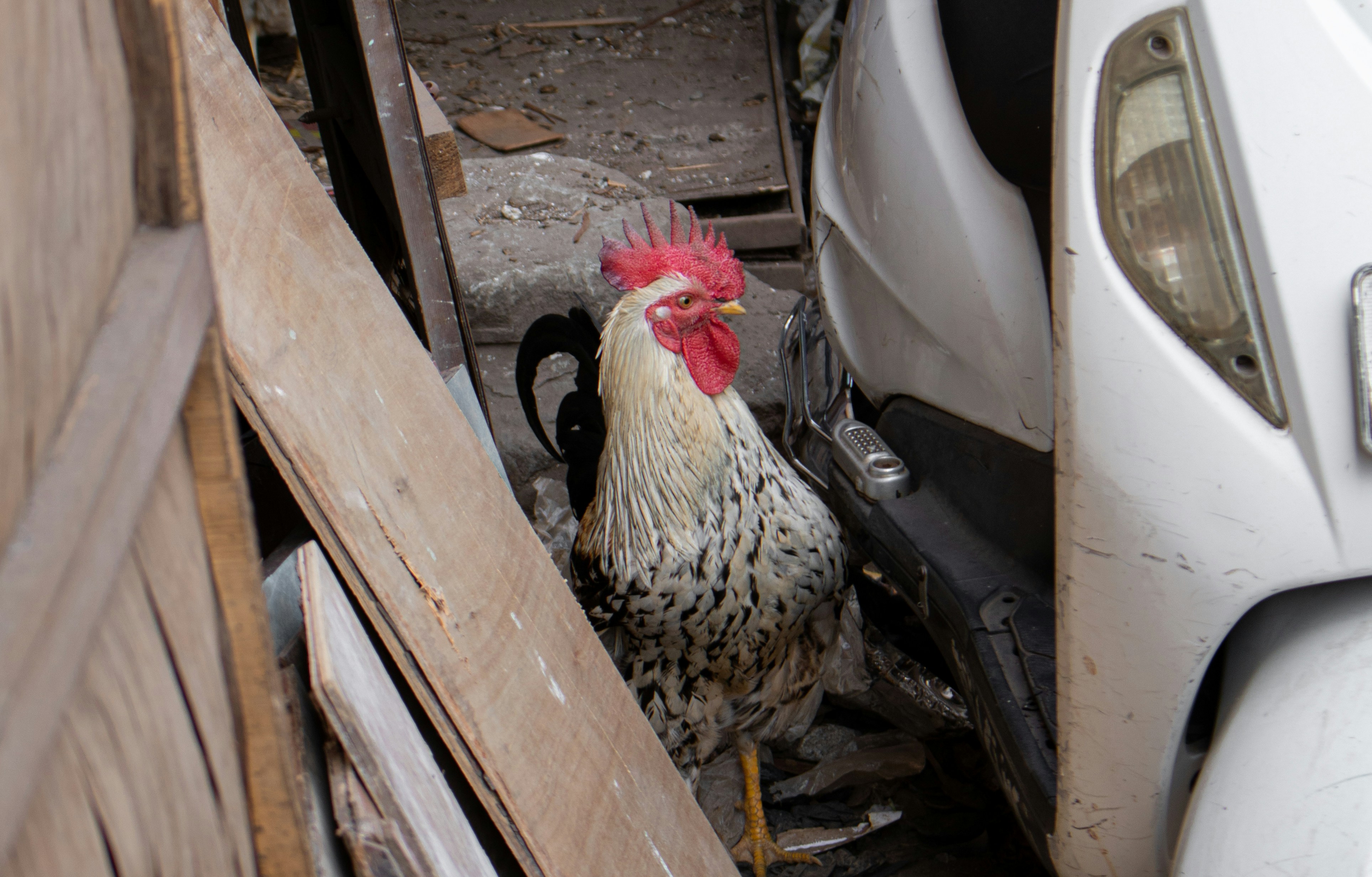 A speckled rooster stands amongst wooden planks and a scooter.