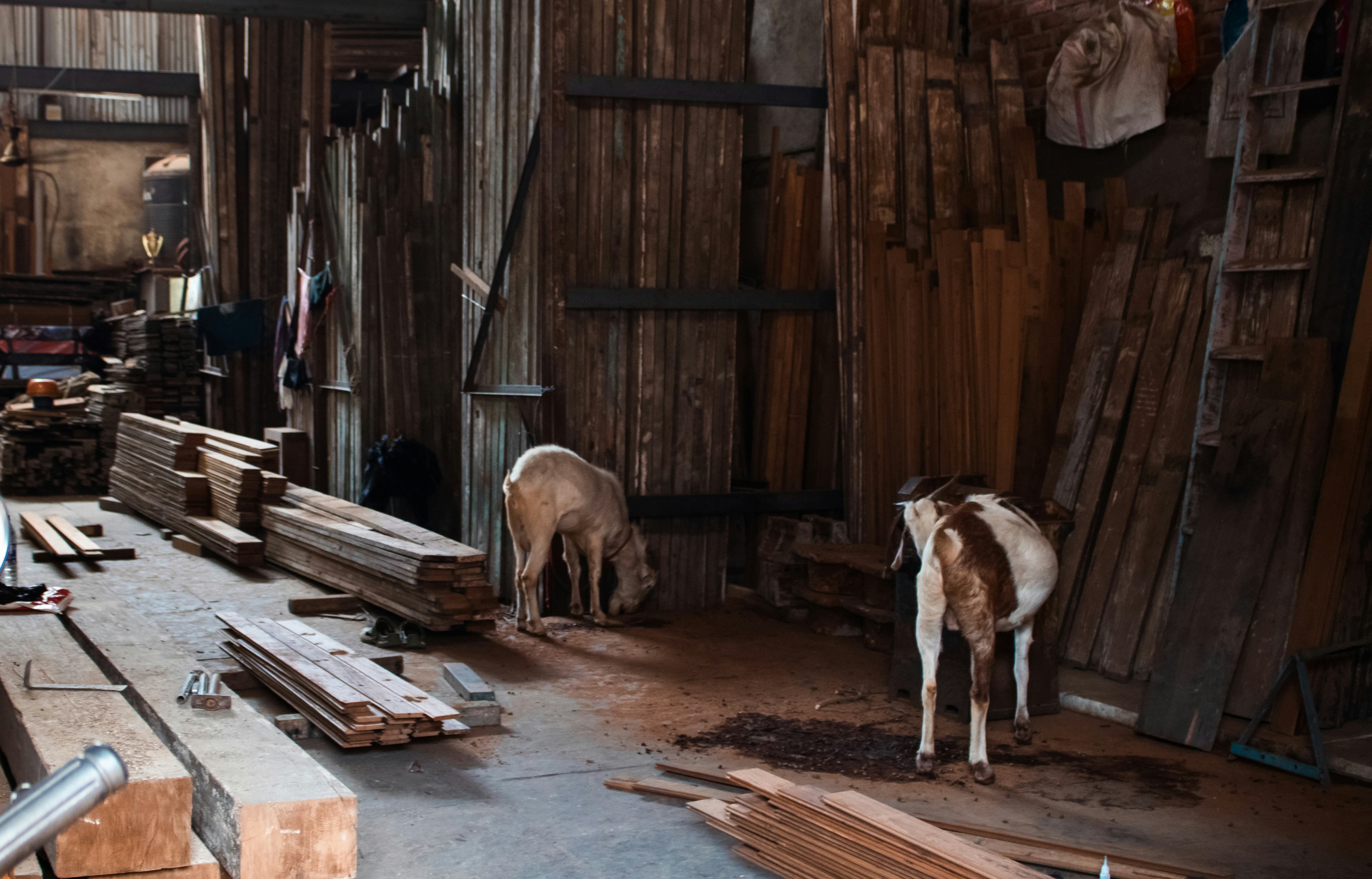 Two goats eating in a rustic wooden workshop.
