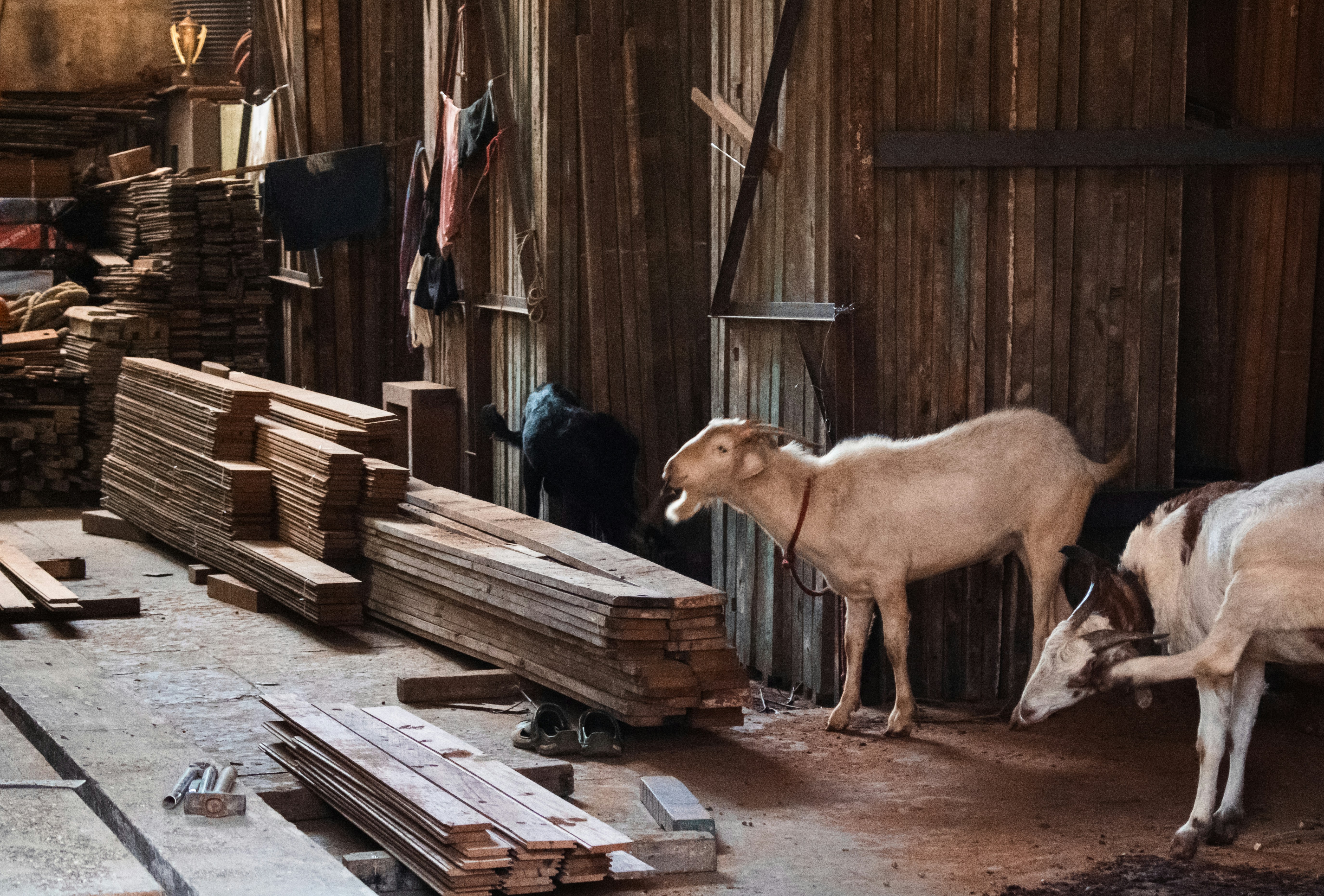Goats in a rustic wooden barn with stacked lumber.