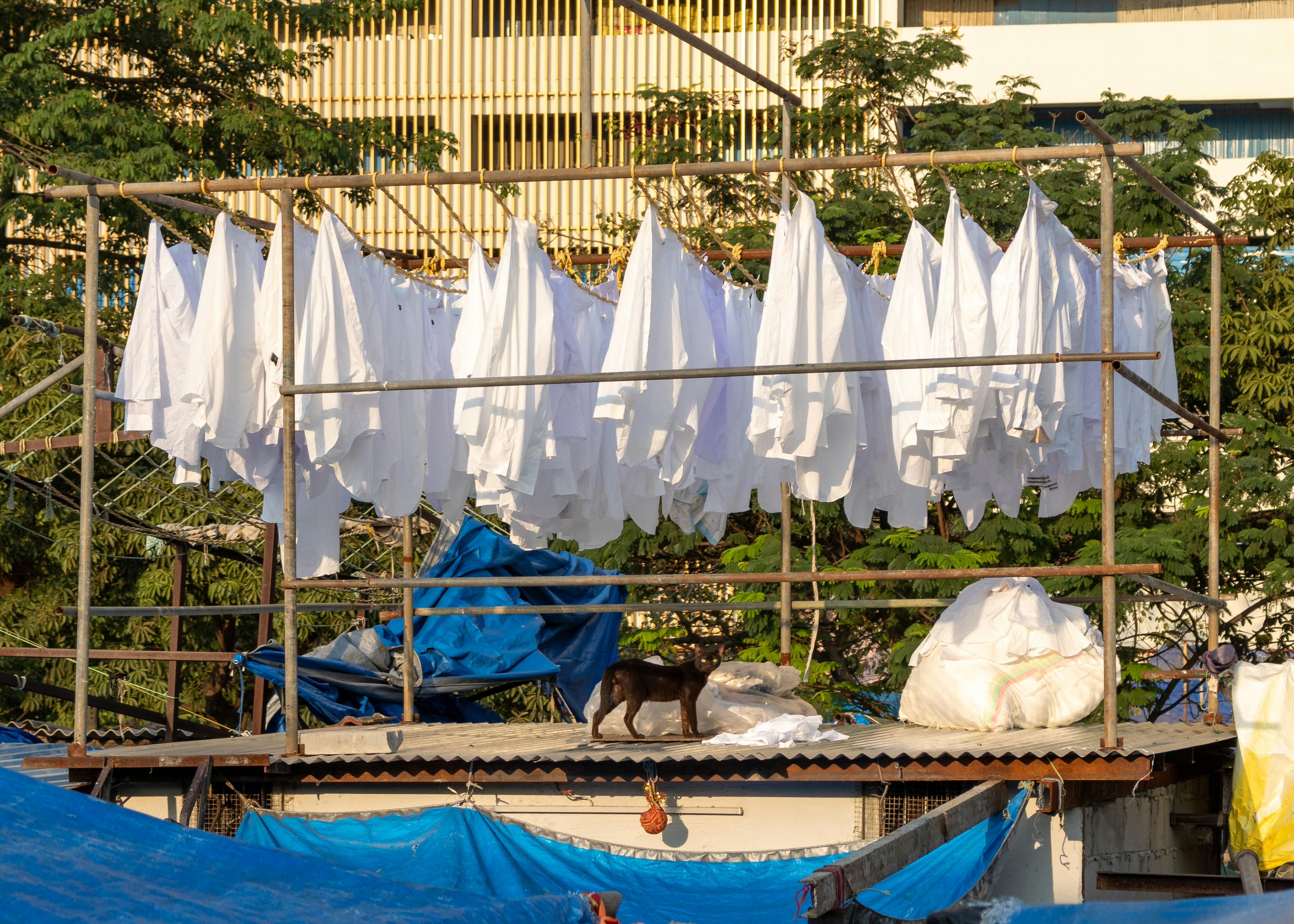White laundry hanging on racks with a dog below.