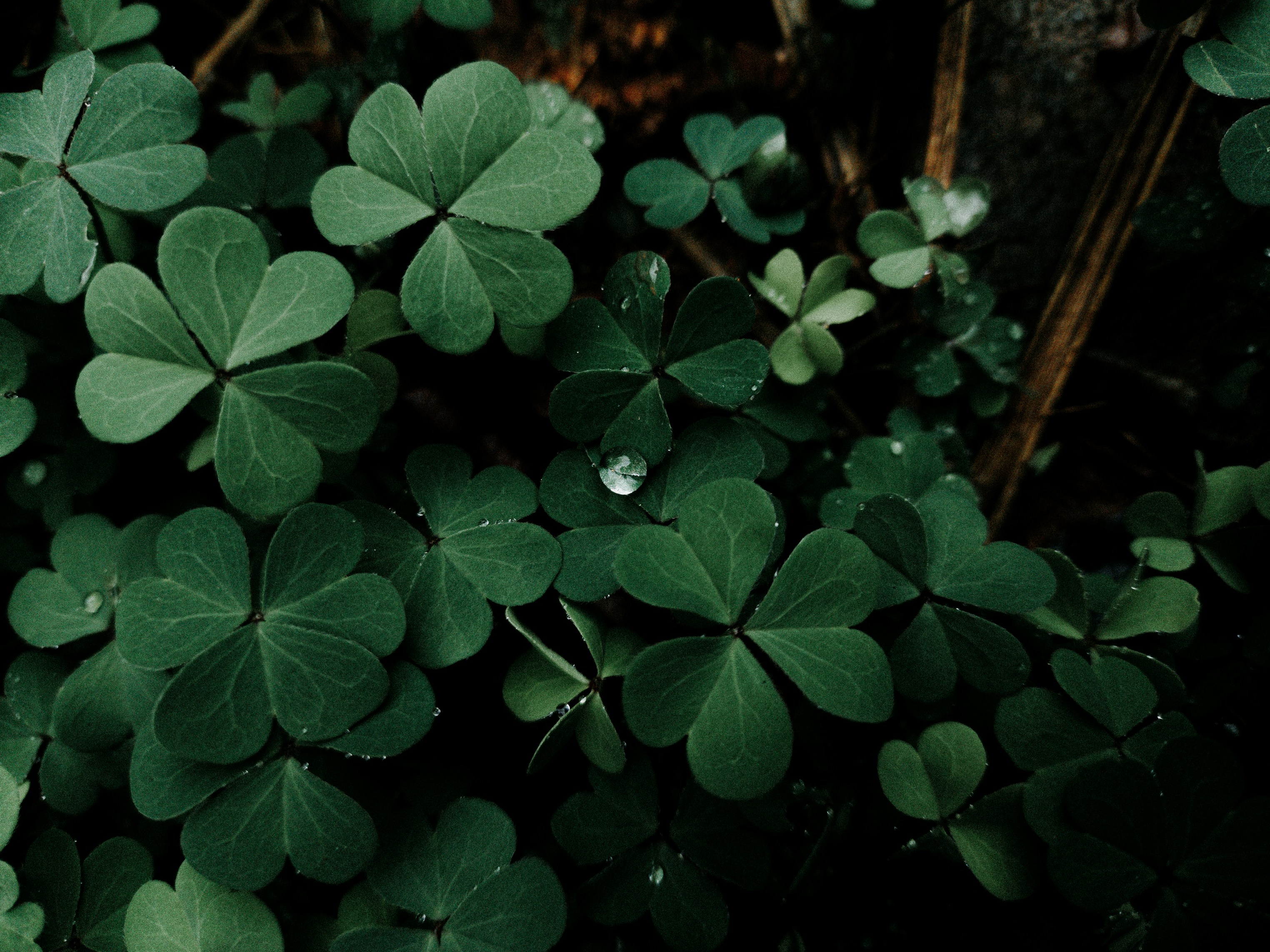 Photo by euigorbispo