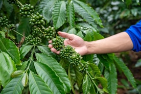 Hand touching unripe green coffee beans on a branch
