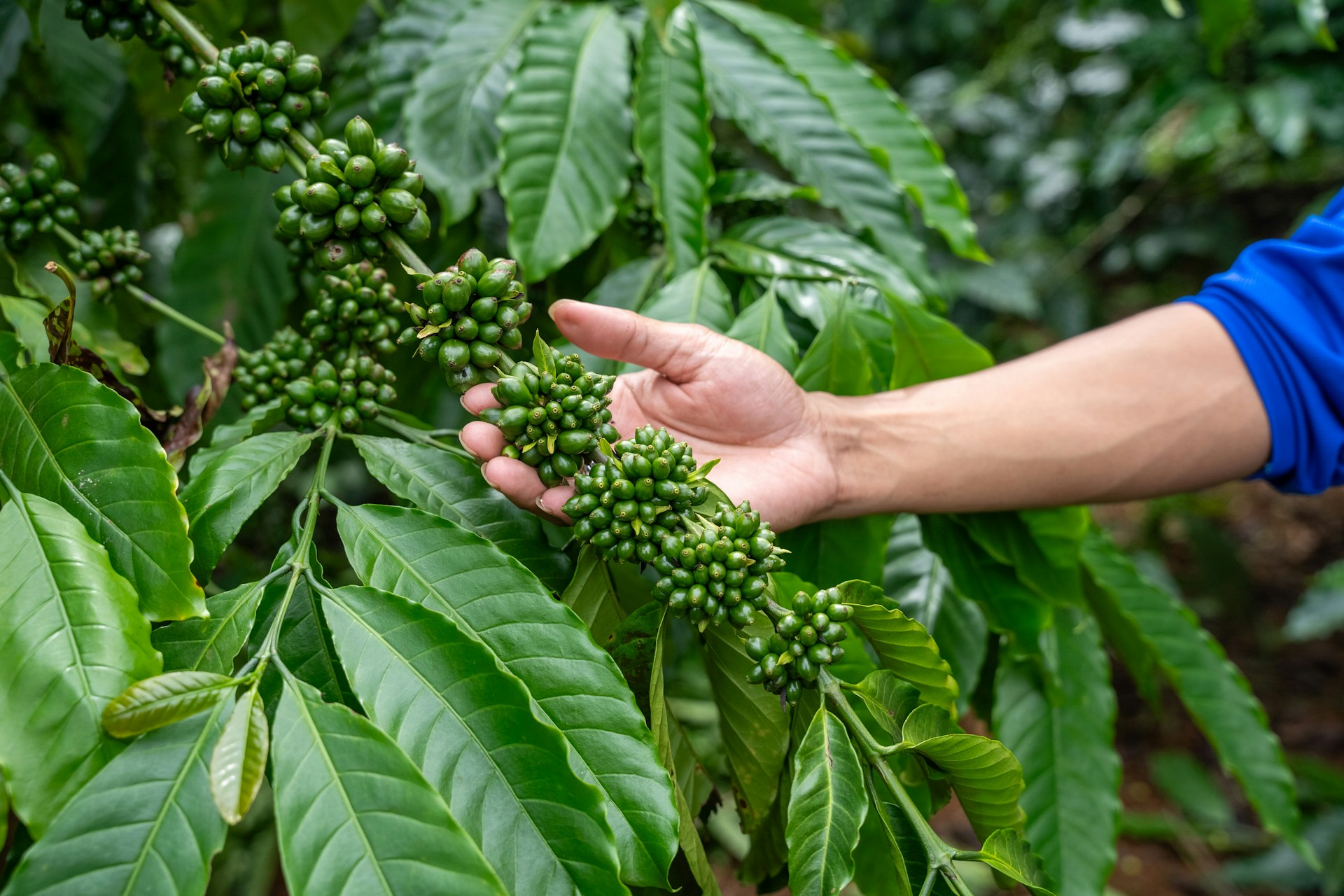 Hand touching unripe green coffee beans on a branch