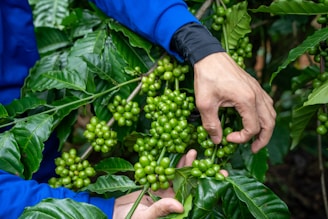 Hands harvesting unripe green coffee beans from tree