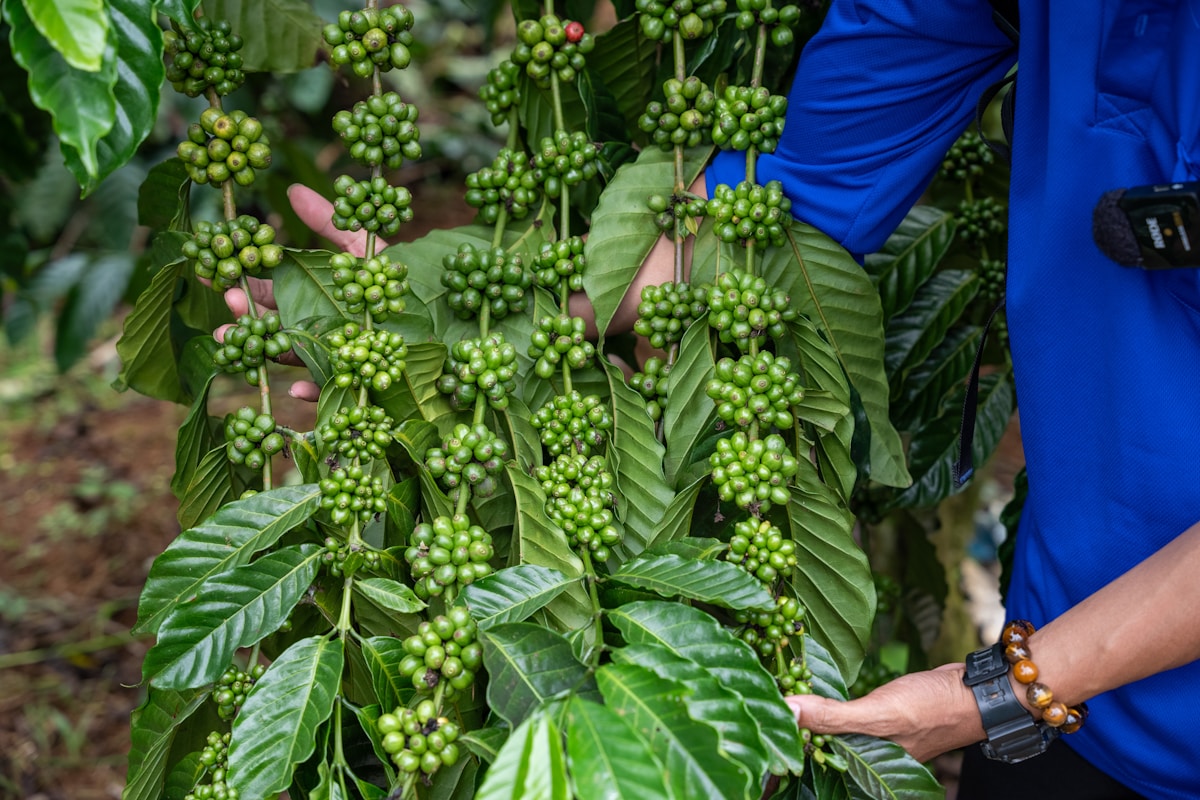 Korean Blackhead Removal Routine: Step-by-Step Guide