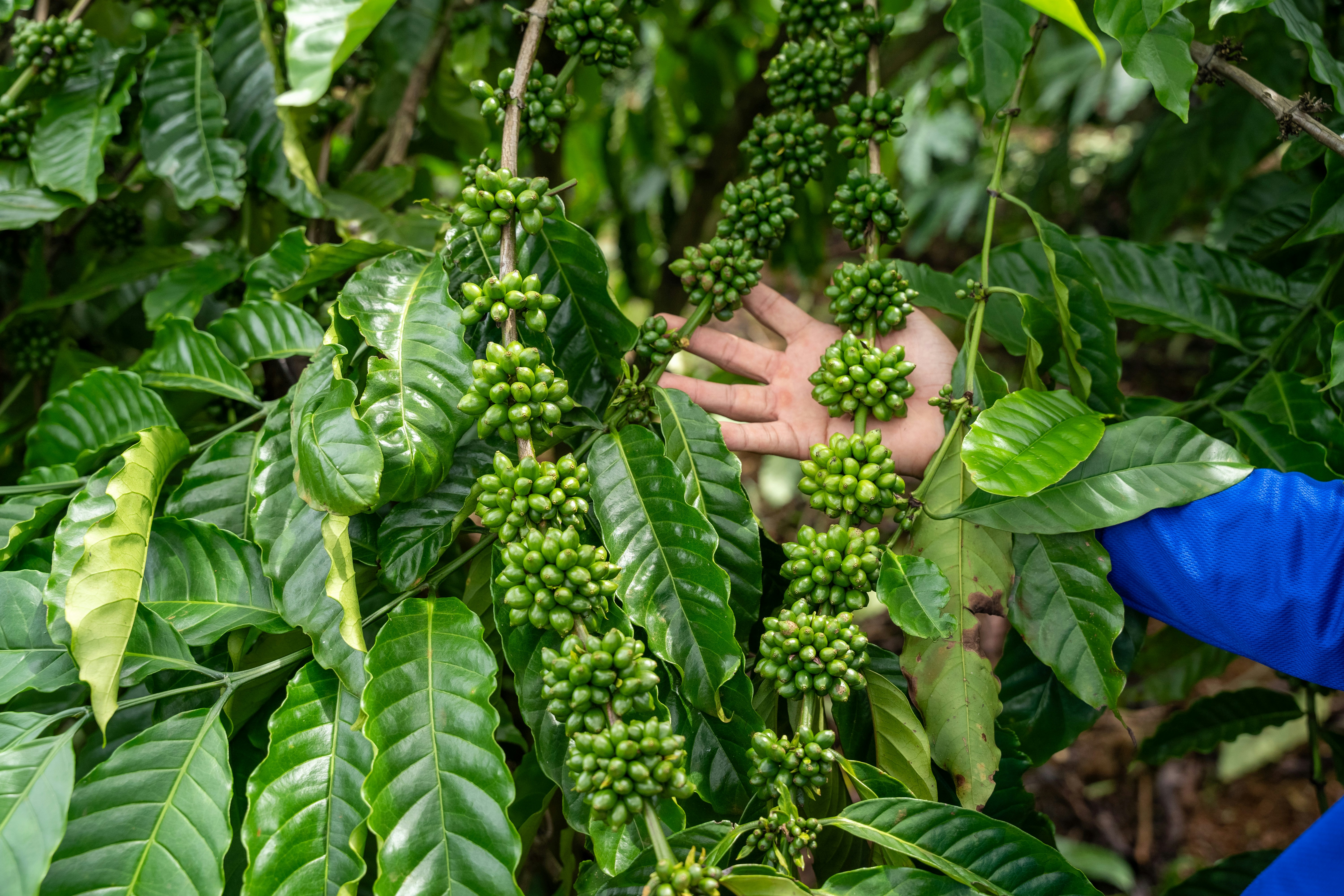 Green coffee beans growing on a tree branch