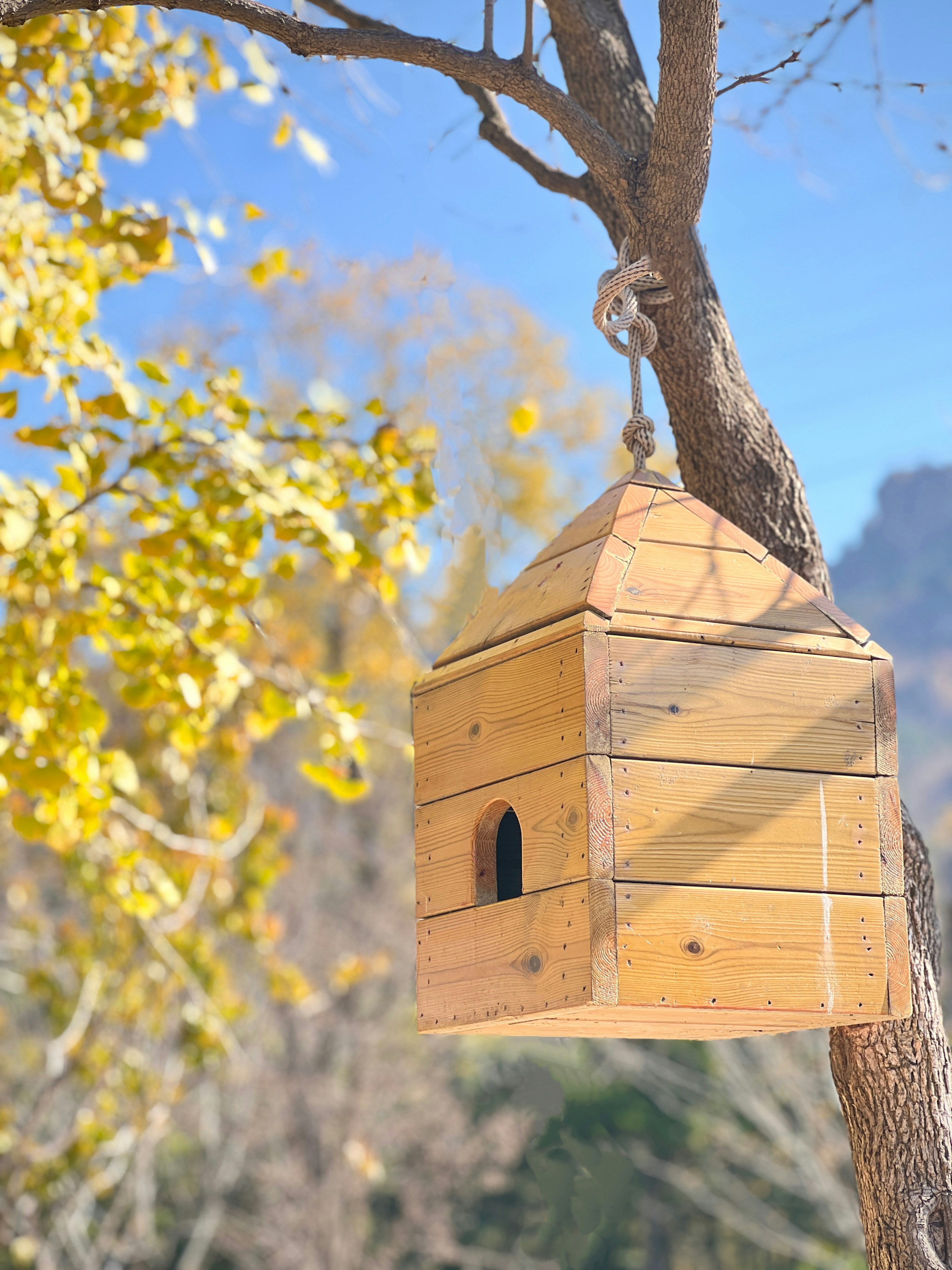 Wooden birdhouse hanging from a tree branch