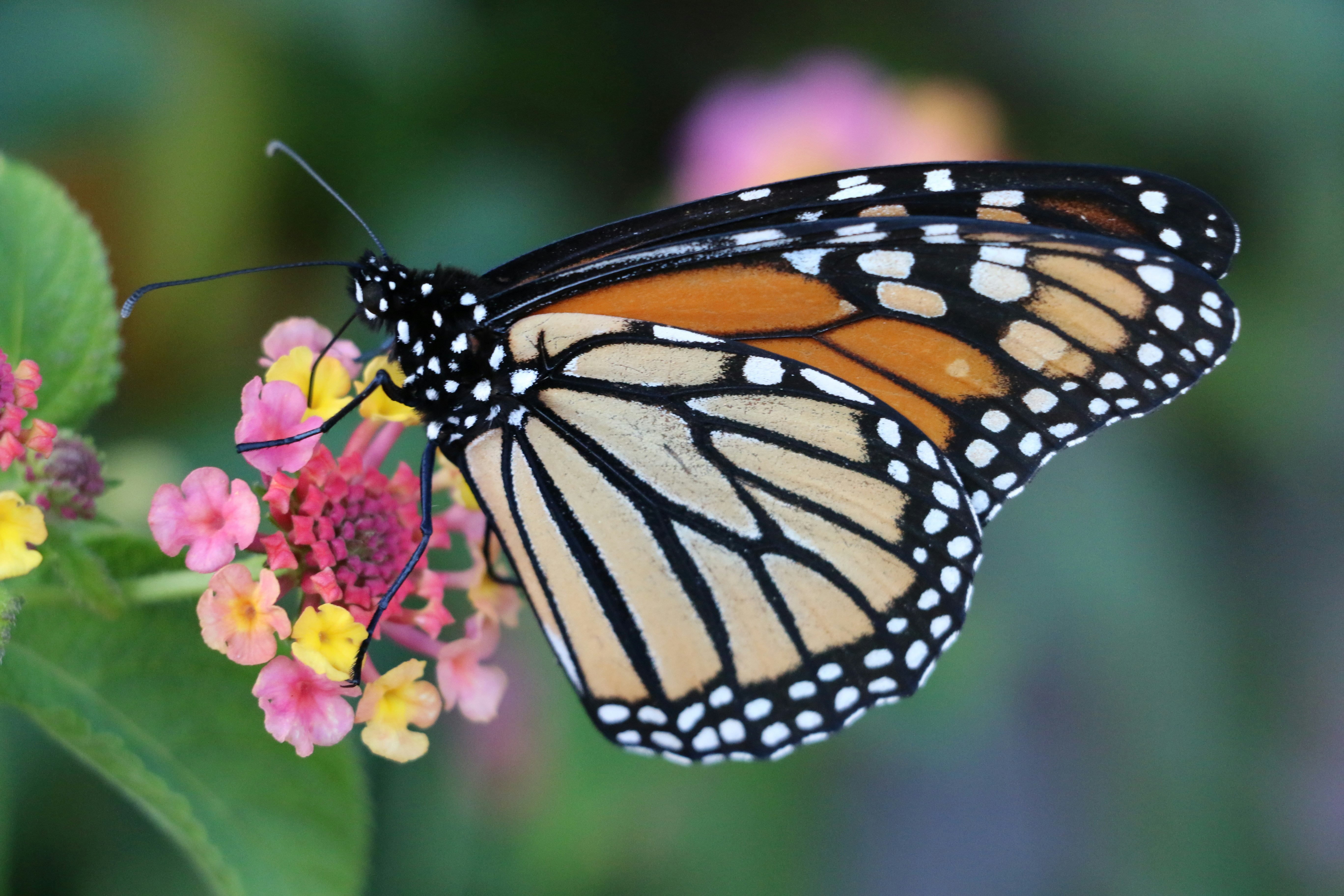 Photo by photosbygina_yeg