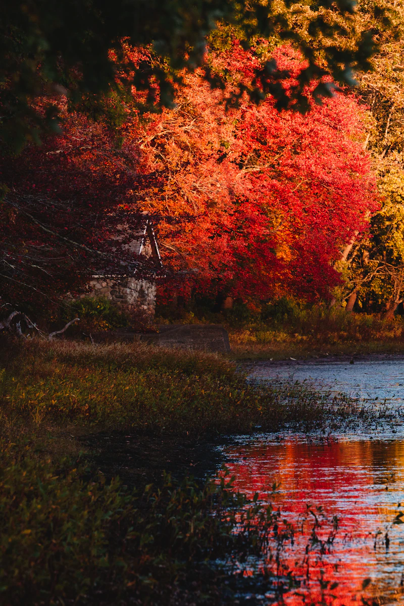 Autumn foliage reflected in the water at Walden Pond, Concord