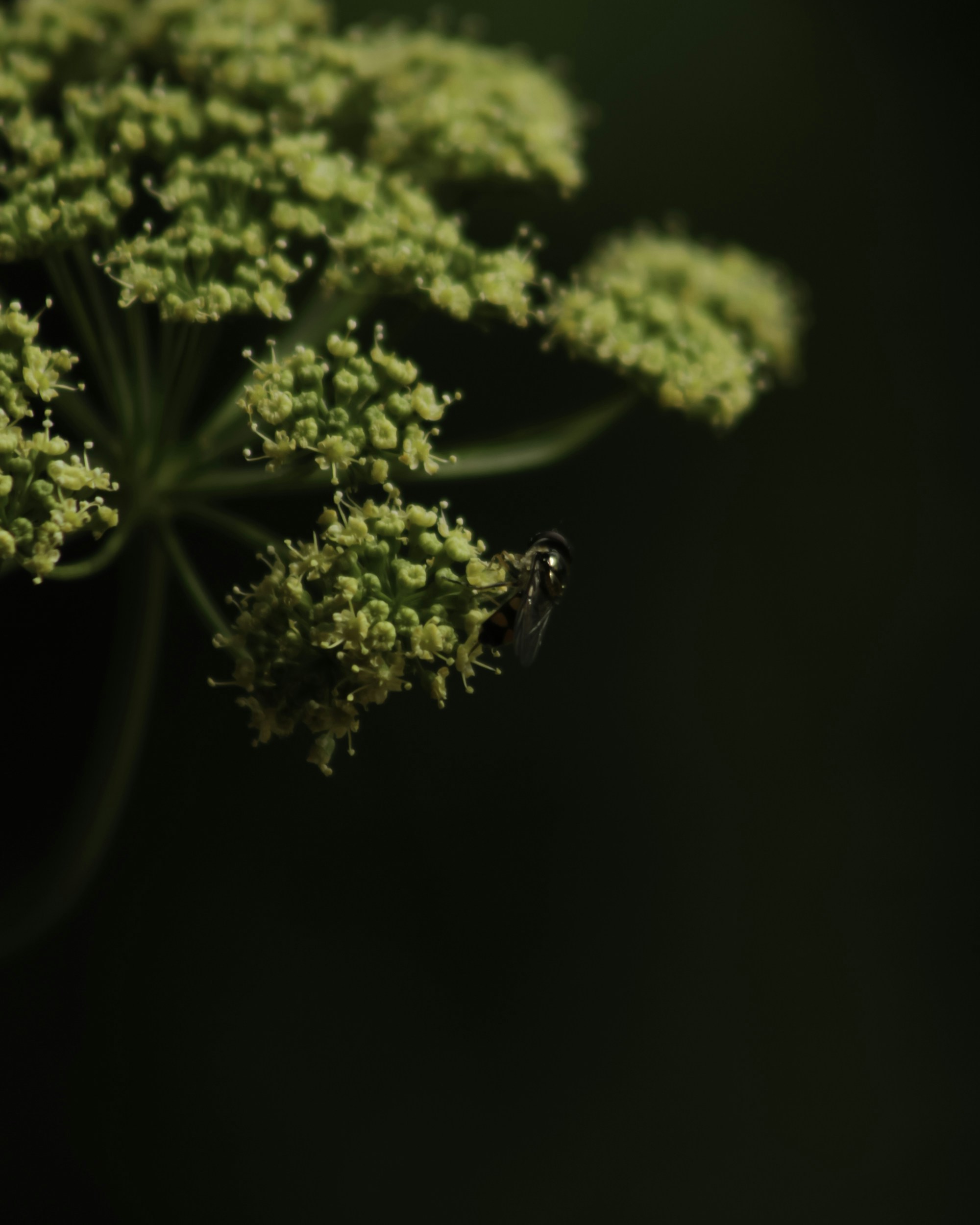 Photo by annaflowers24