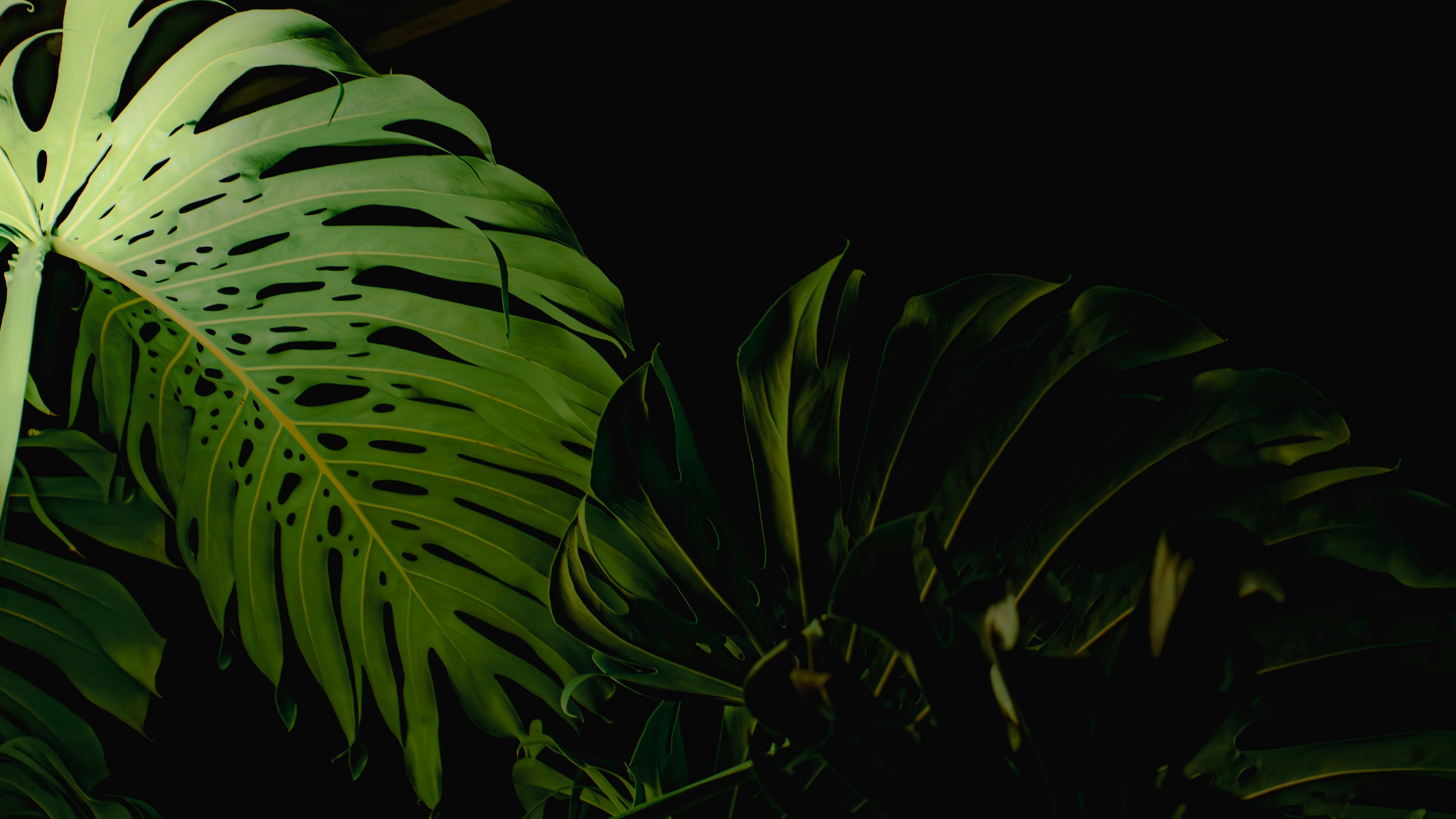 Large green monstera leaves against a dark background
