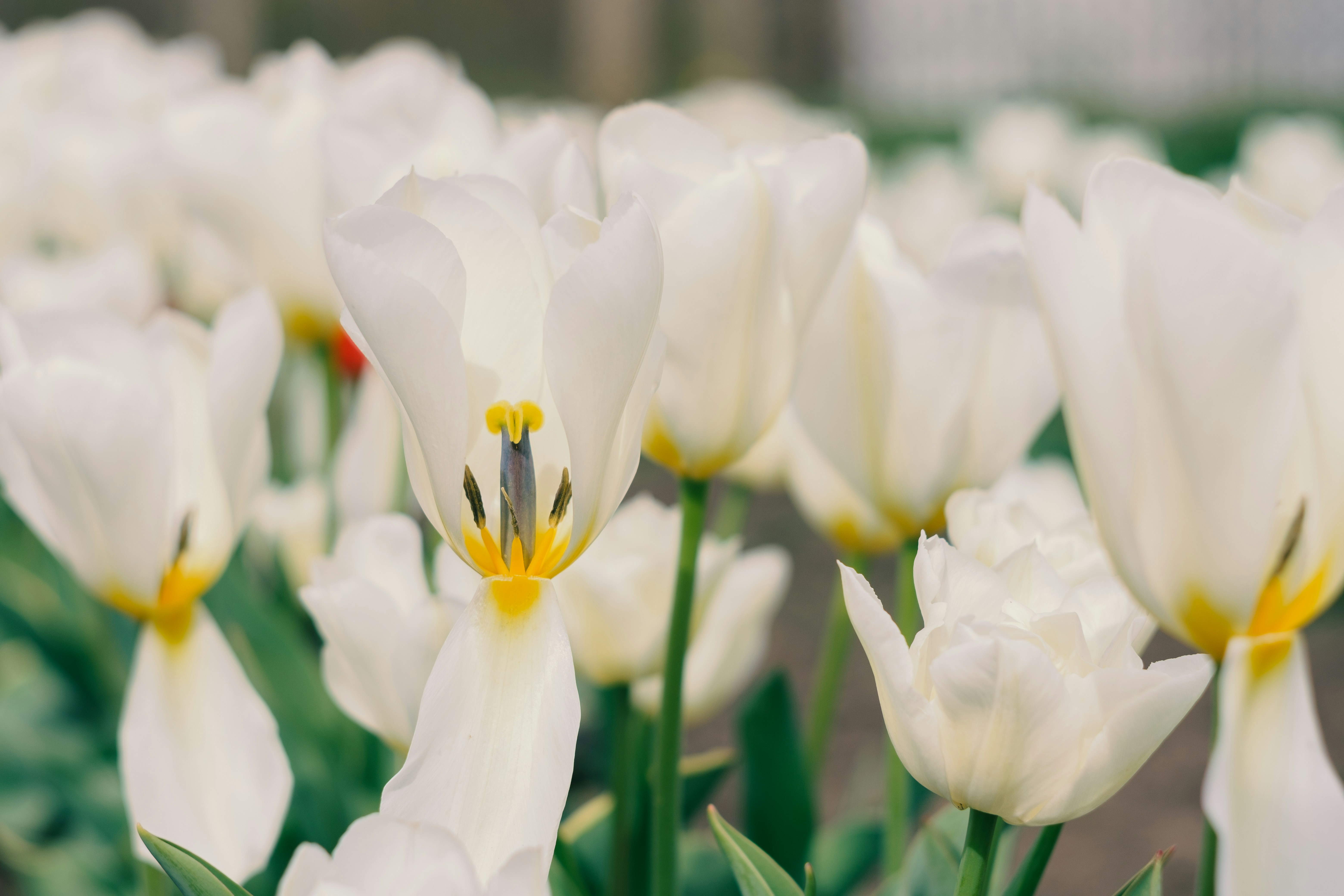 Photo by alinachernovol