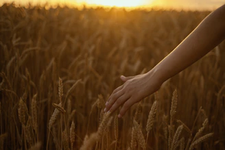 Hand touching wheat field at sunset