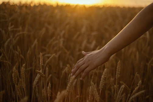 Hand touching wheat field at sunset
