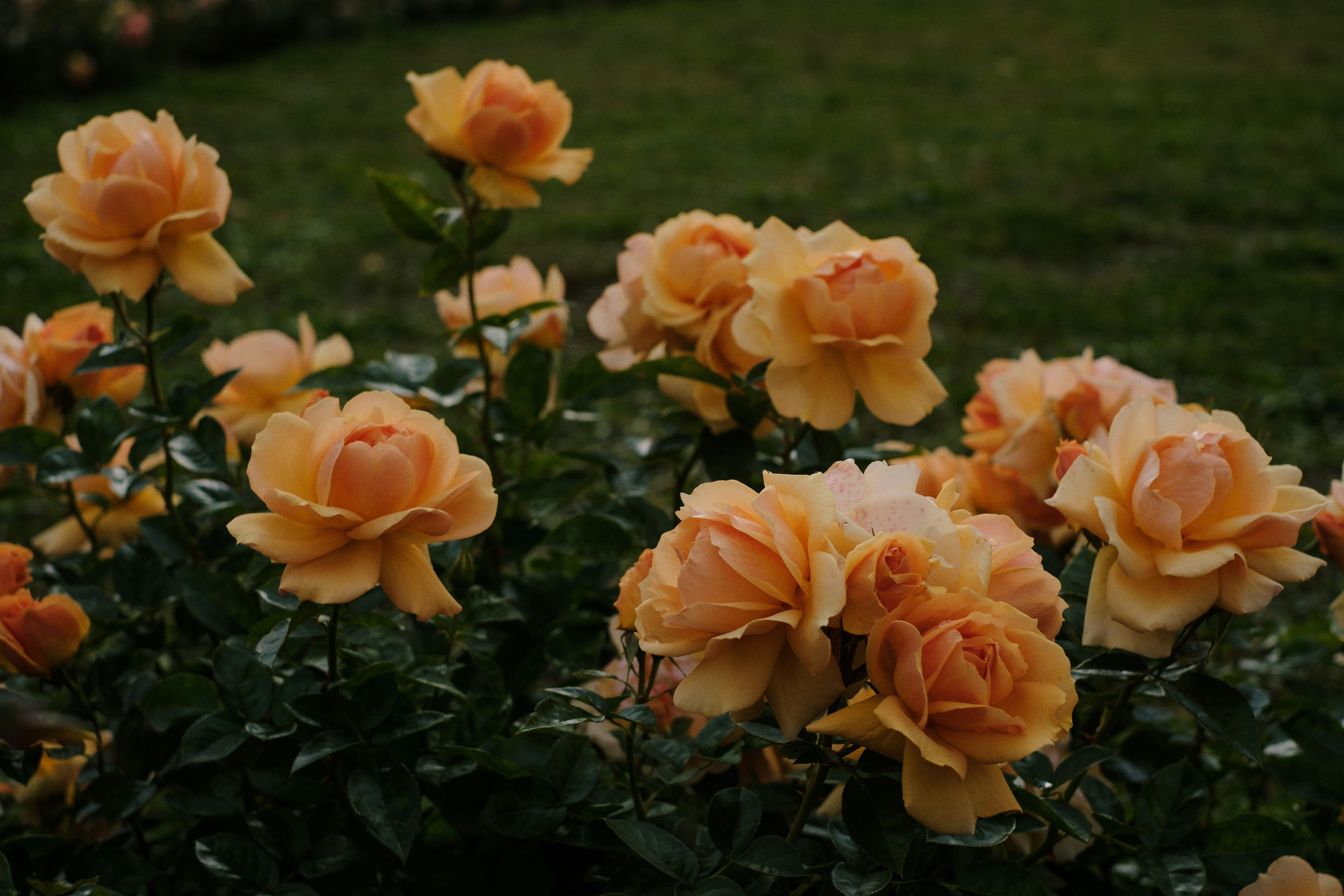 Photo by alinachernovol