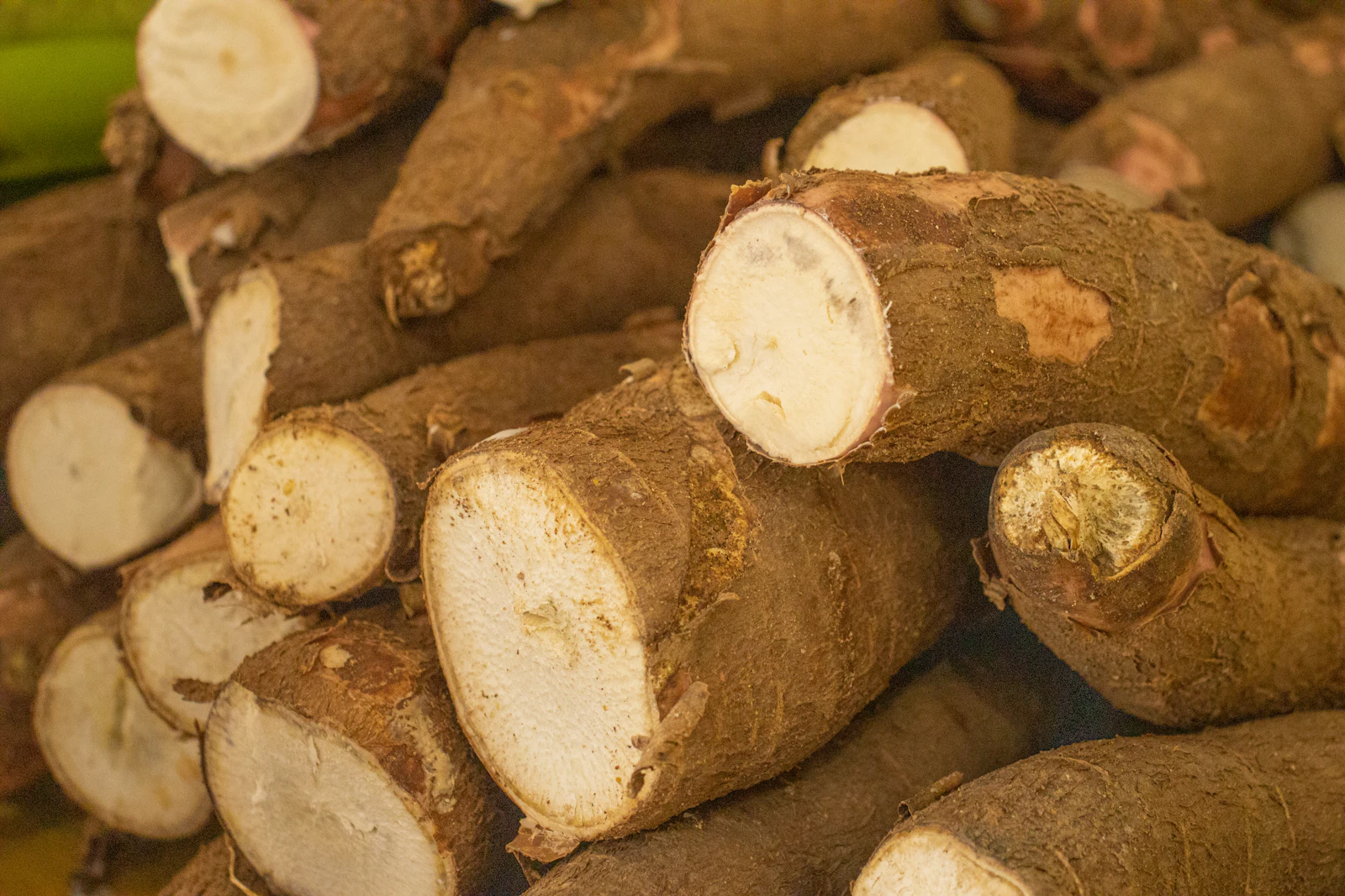 Freshly harvested cassava roots