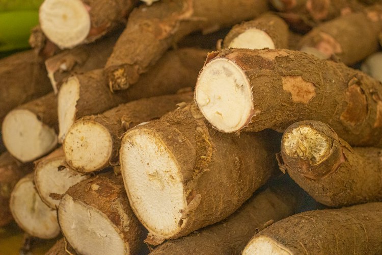 Cassava