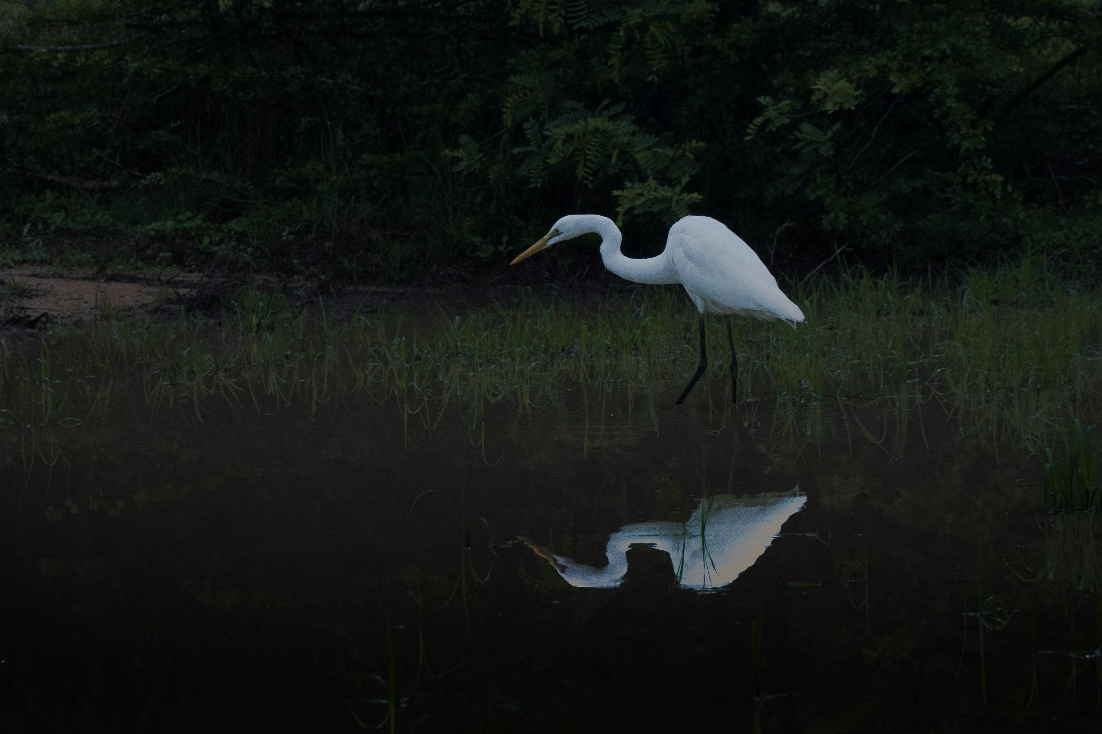 Photo by mamunsrizon