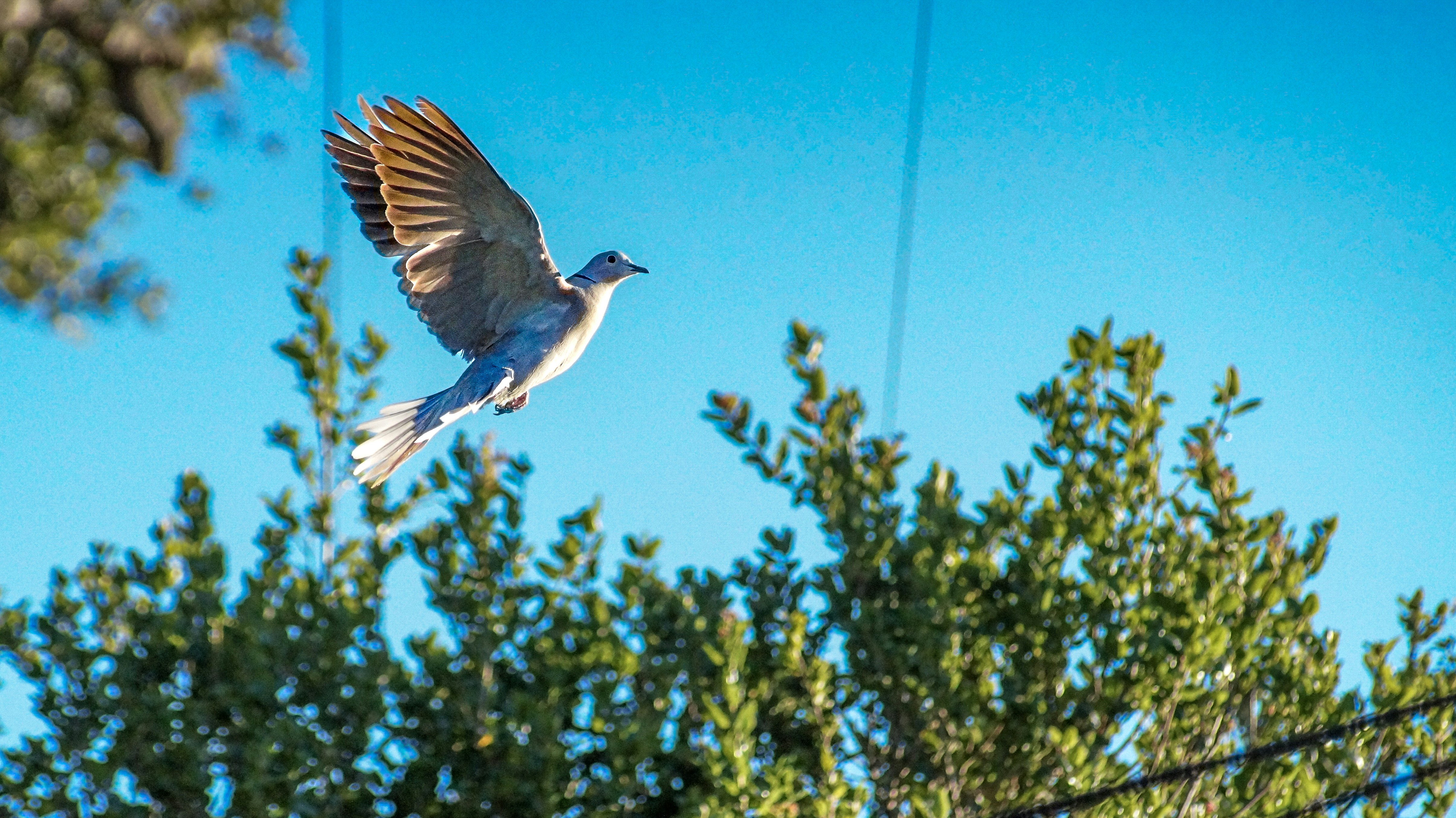 明るい青空を飛ぶ鳩。