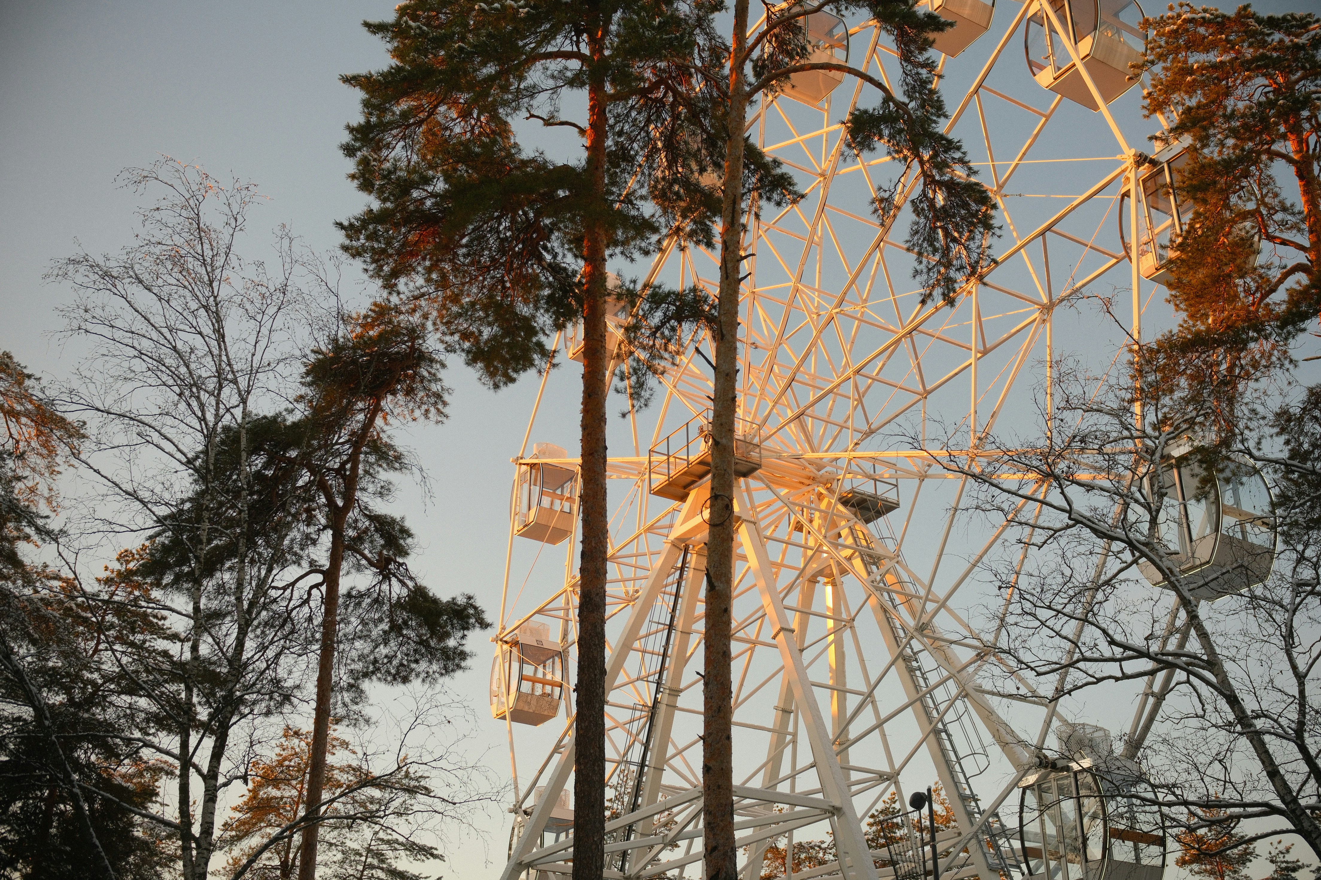 황혼 무렵 키 큰 소나무 뒤에 있는 관람차