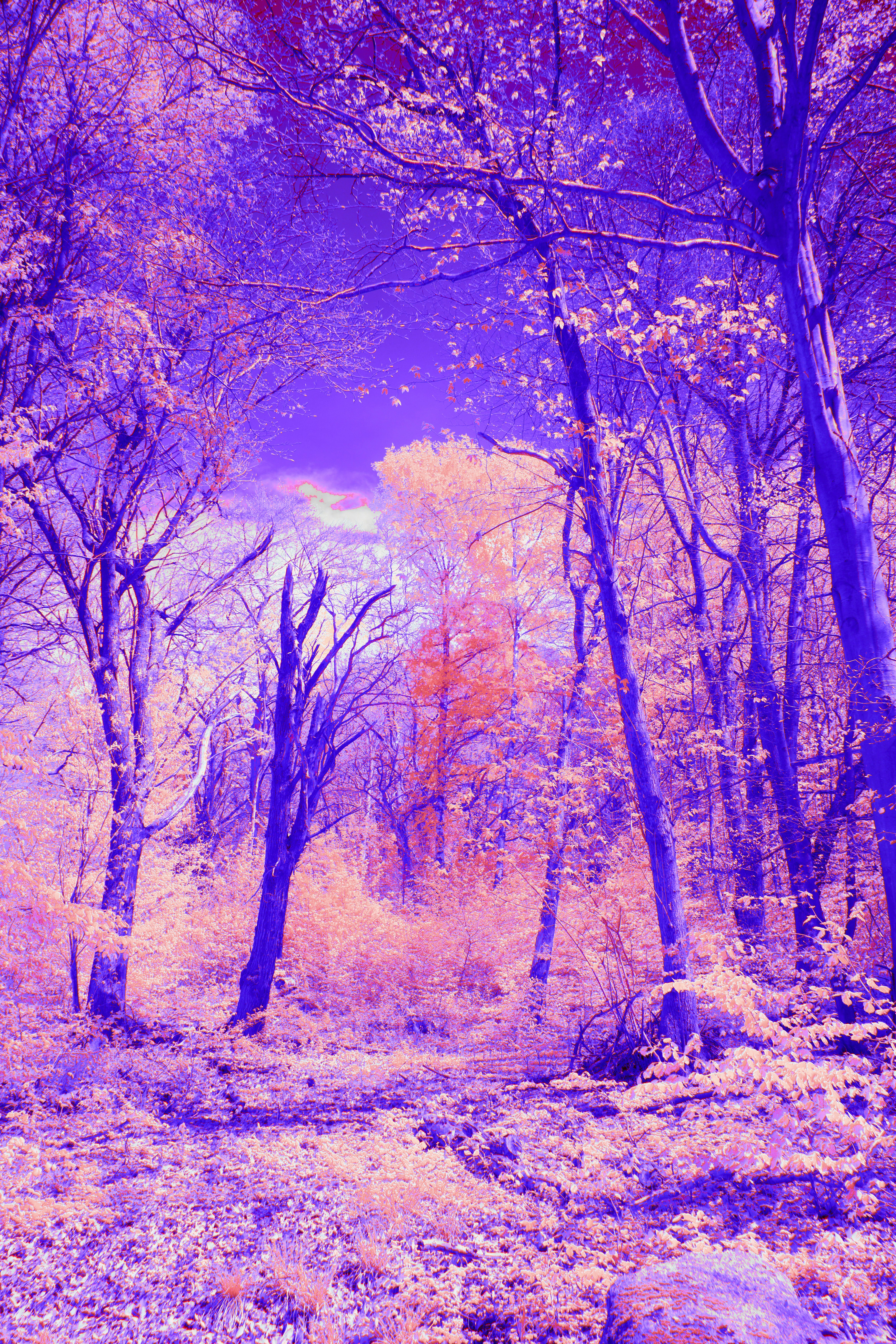 Photo by wolfgang_hasselmann