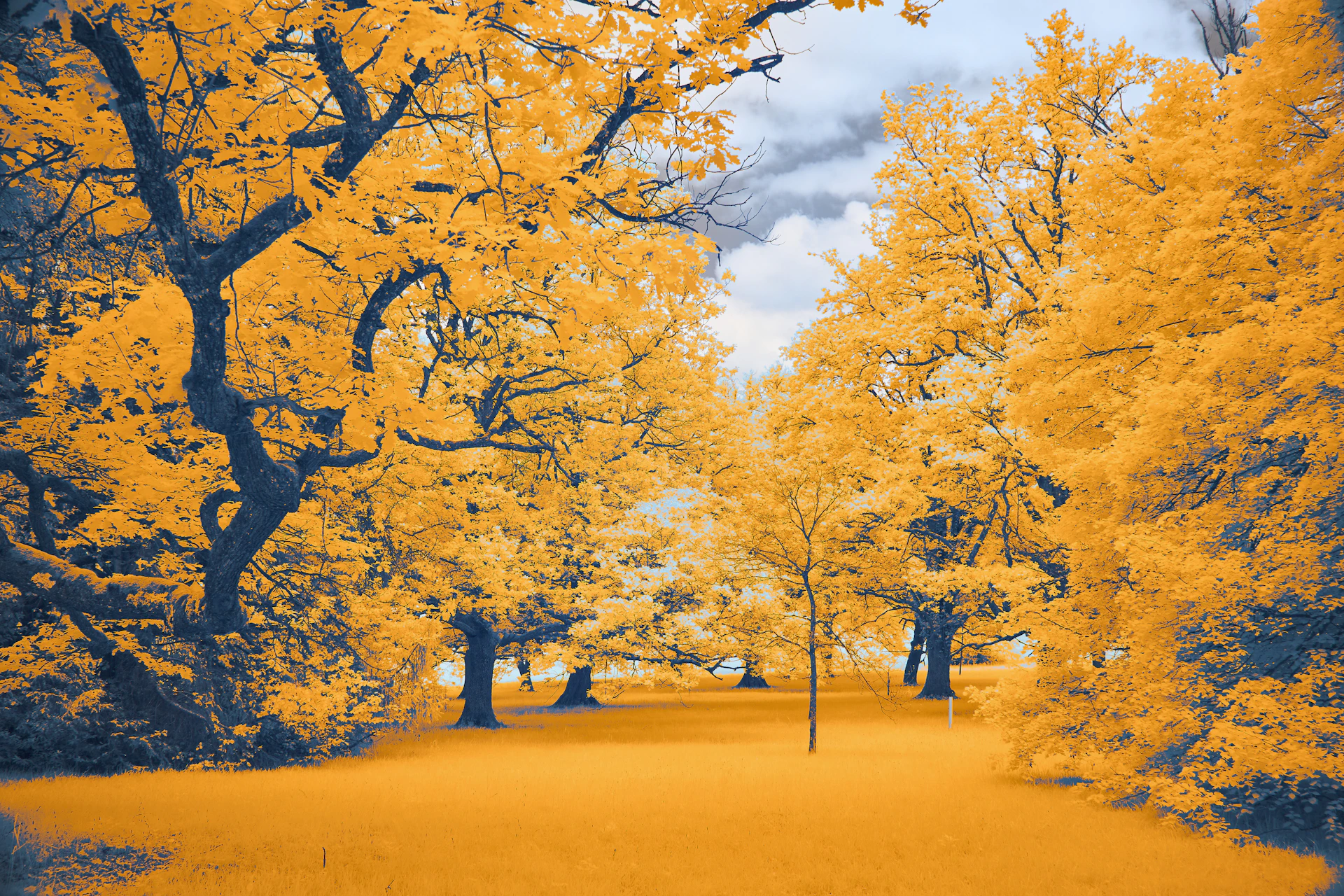 Autumn trees in a park with golden leaves.