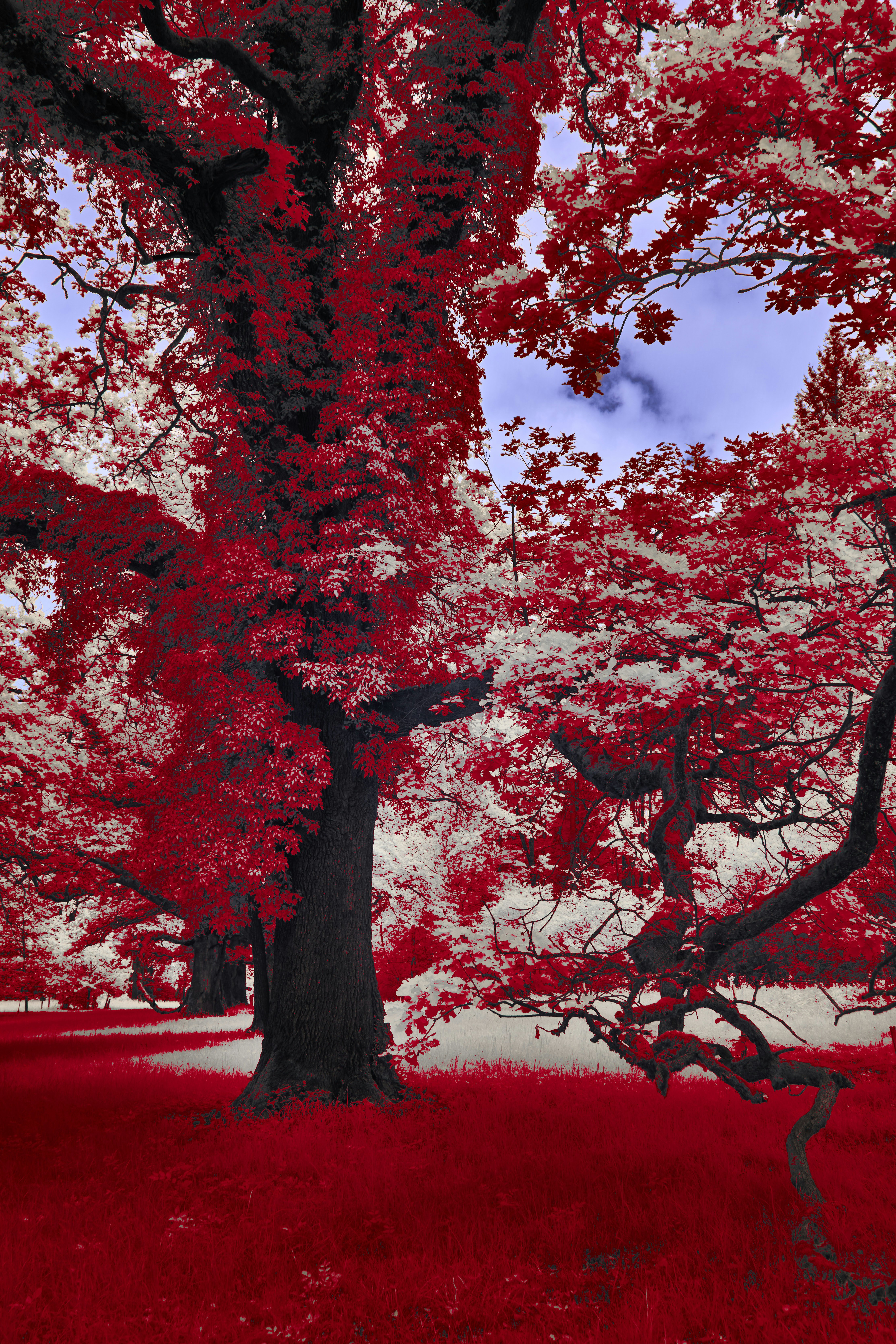 Red trees and white foliage under a blue sky