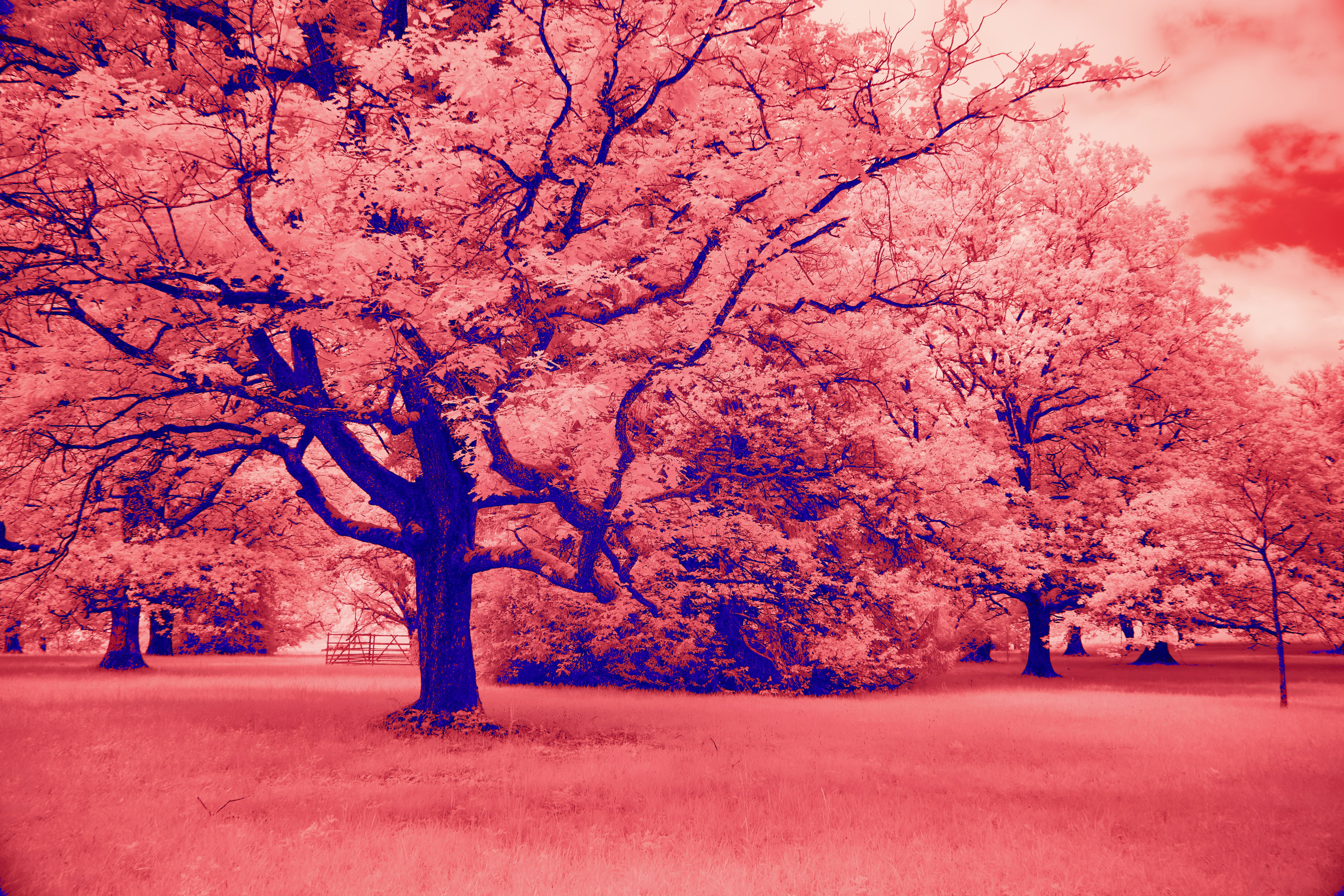 Photo by wolfgang_hasselmann