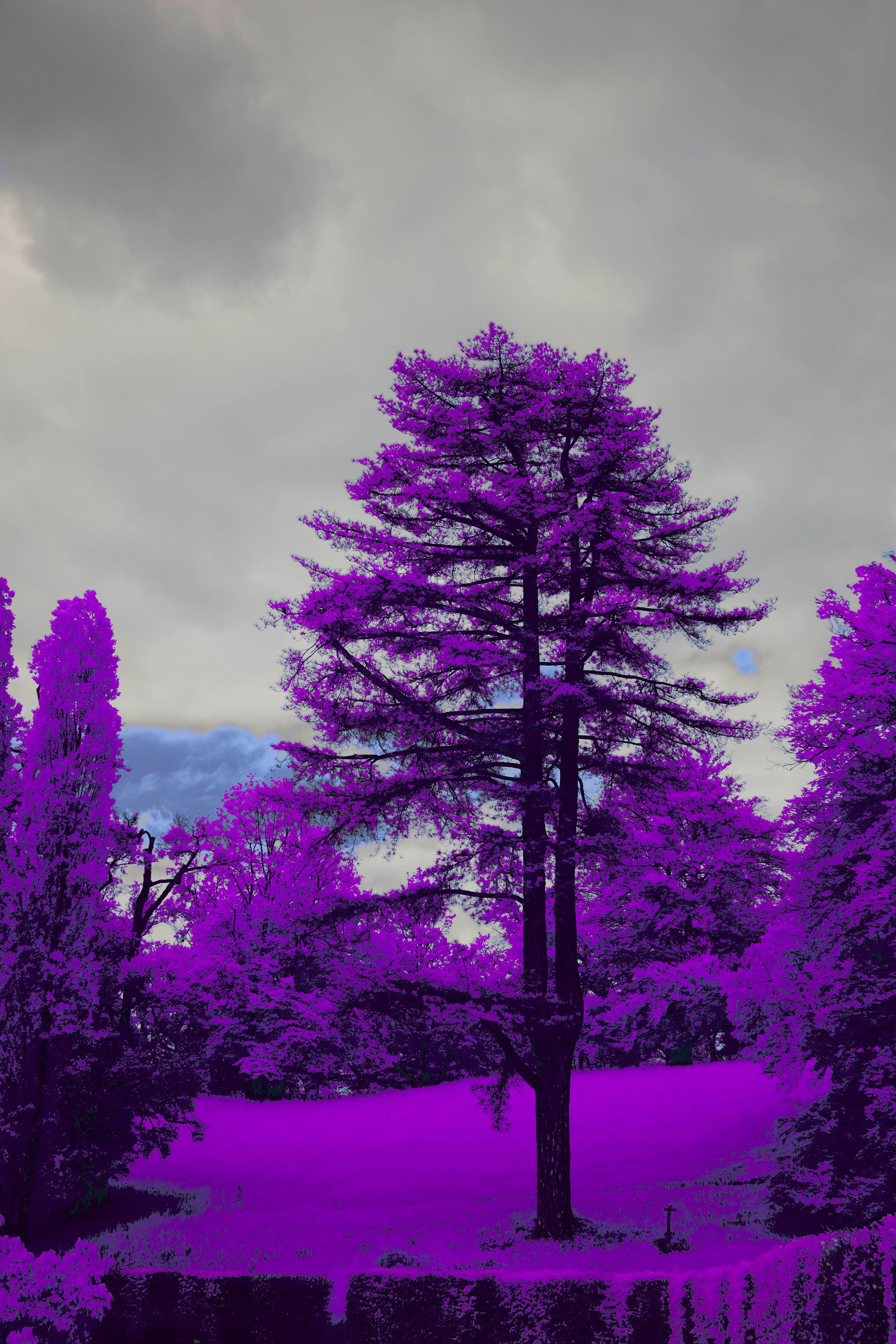 Photo by wolfgang_hasselmann