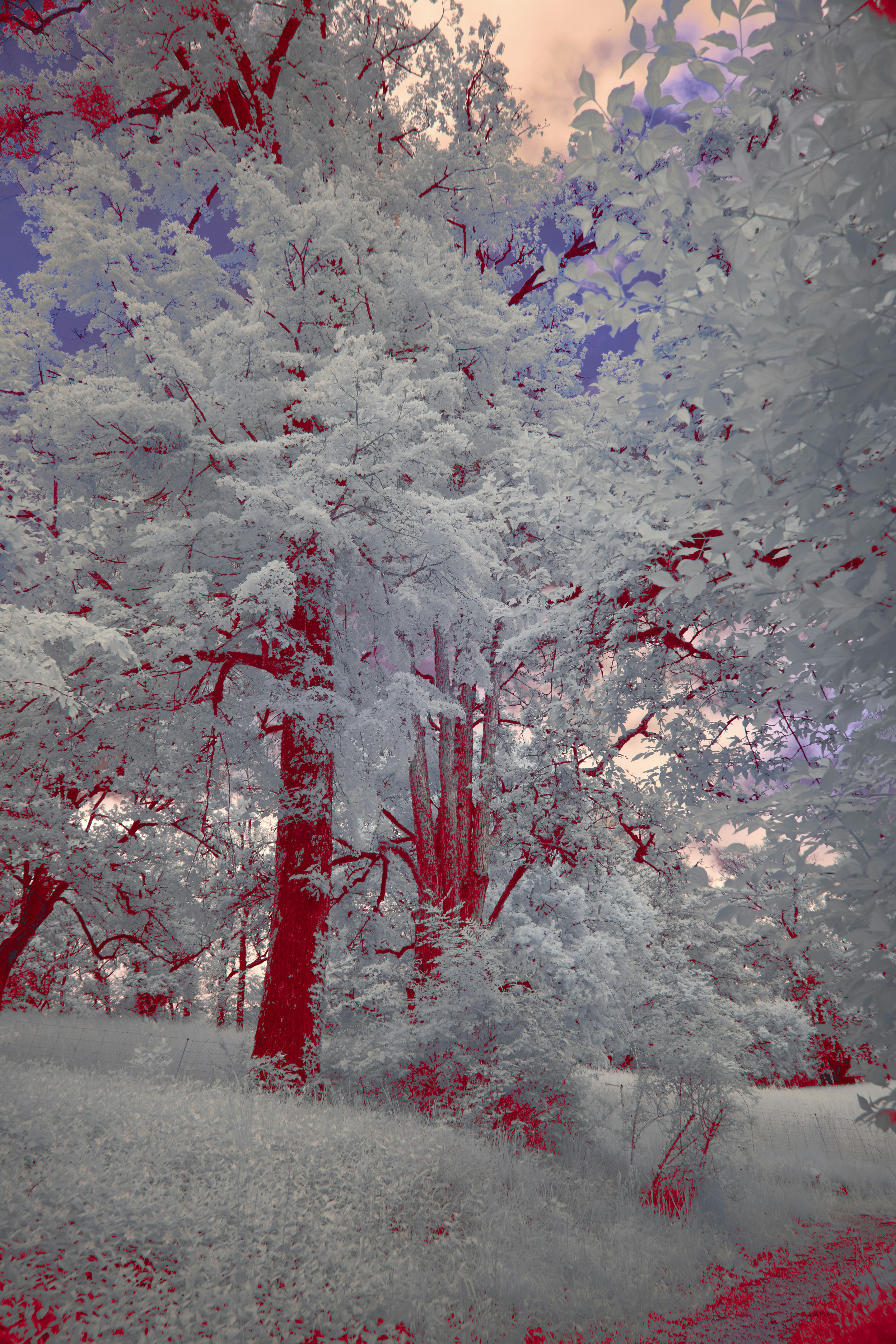 Trees with vibrant red and blue infrared colors