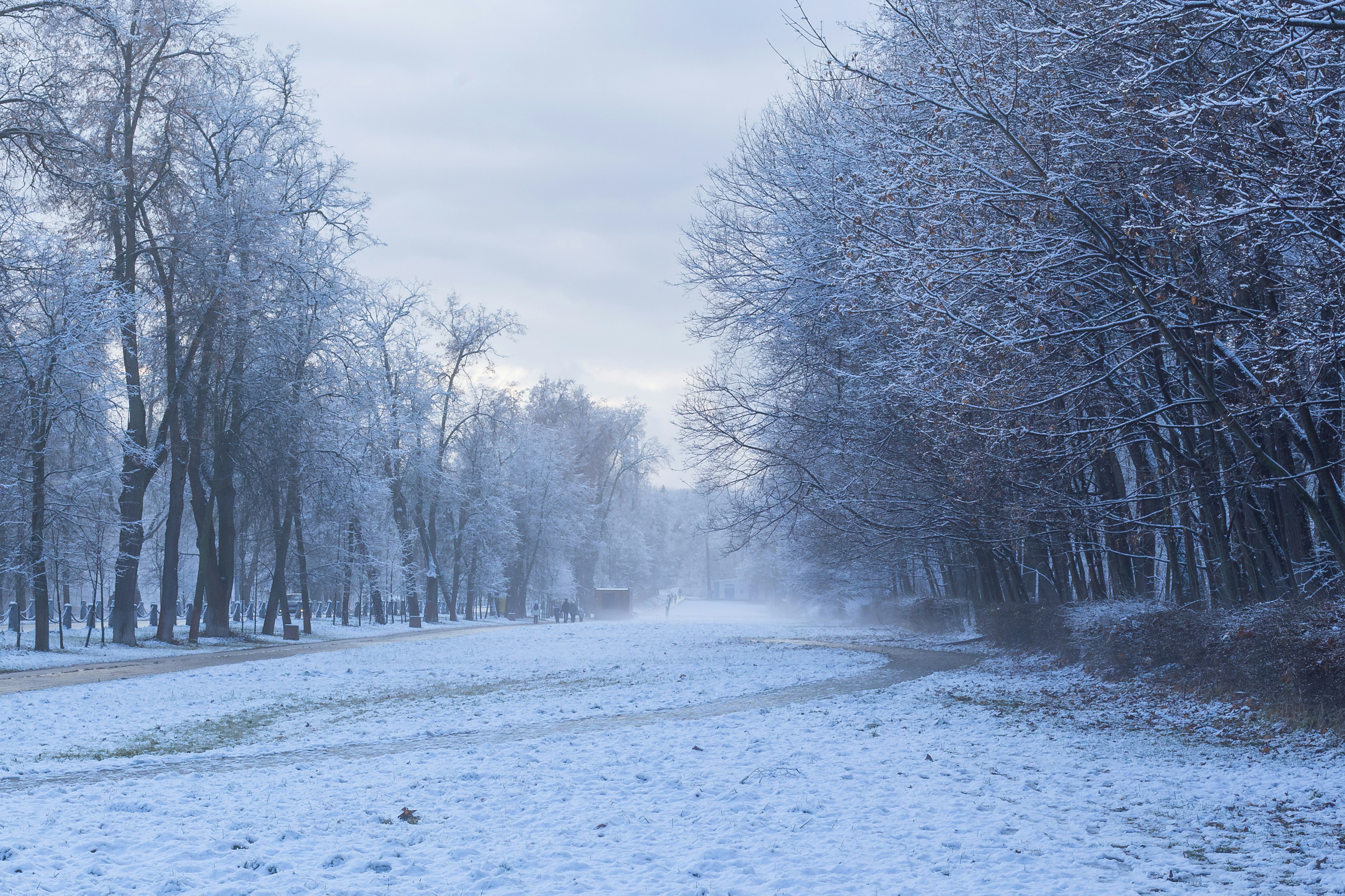 Snowy path through frosted trees in winter.