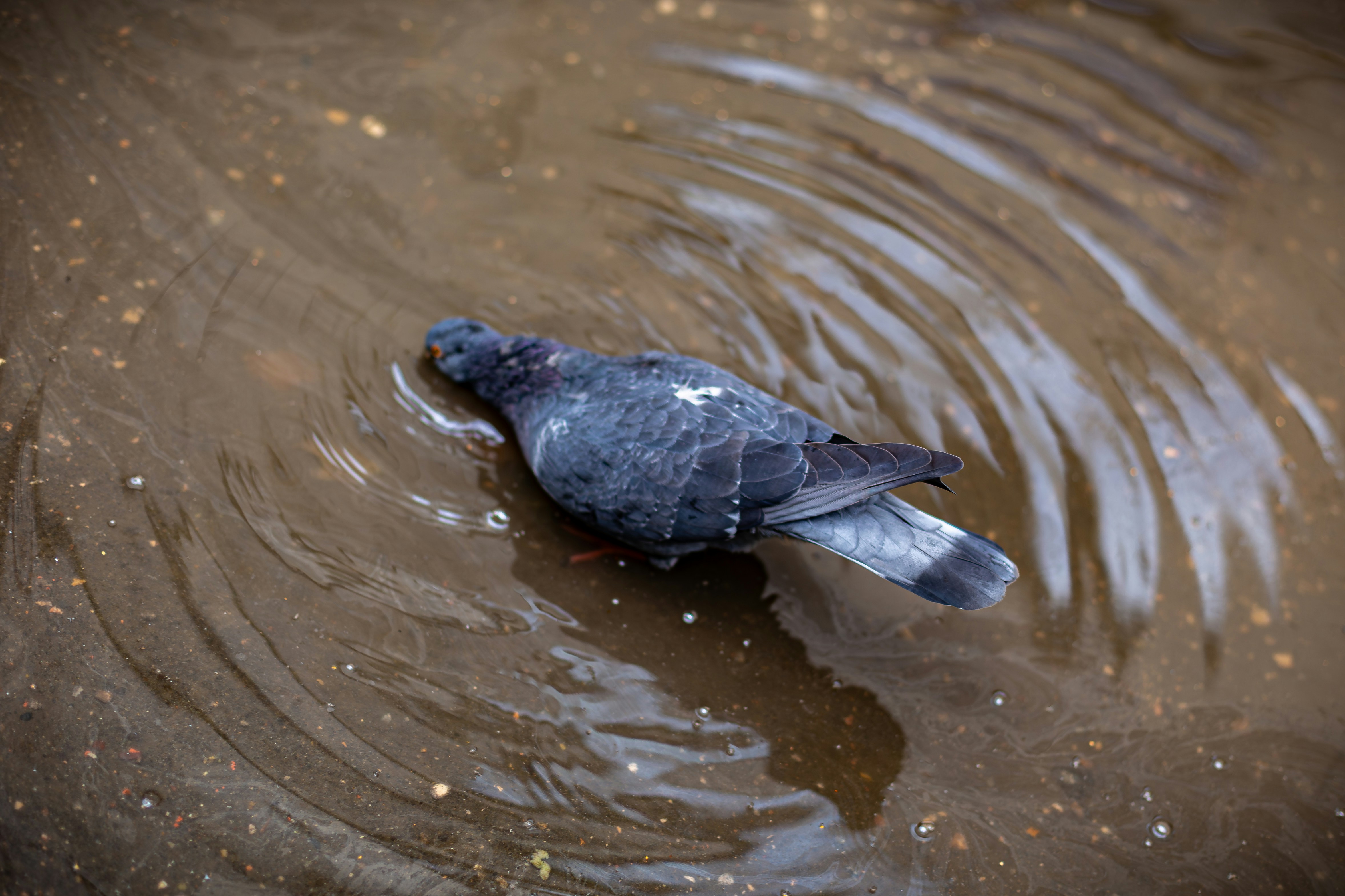 A pigeon drinks water from a puddle.