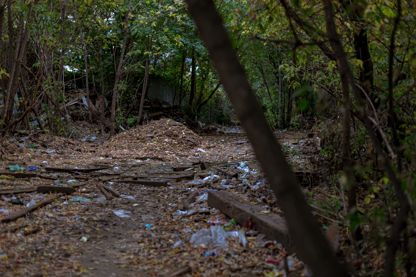 Neglected wooded path before cleanup
